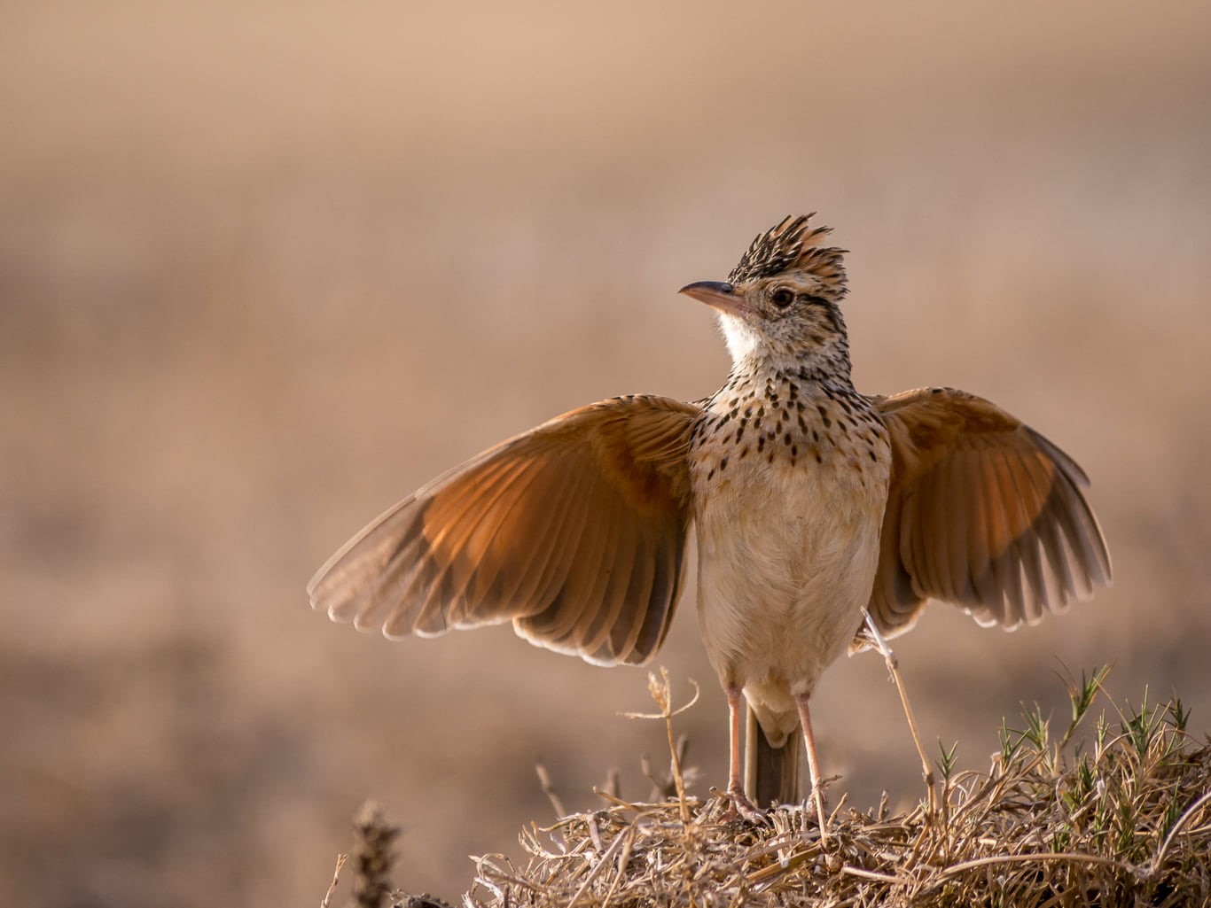 gray, 720P, Panasonic, Tanzania, wildlife, Little bird, brown, Safari, nature, bird, brown bird, Lumix, Ngorongoro Crater, feather, animal, animals In, HD Wallpaper