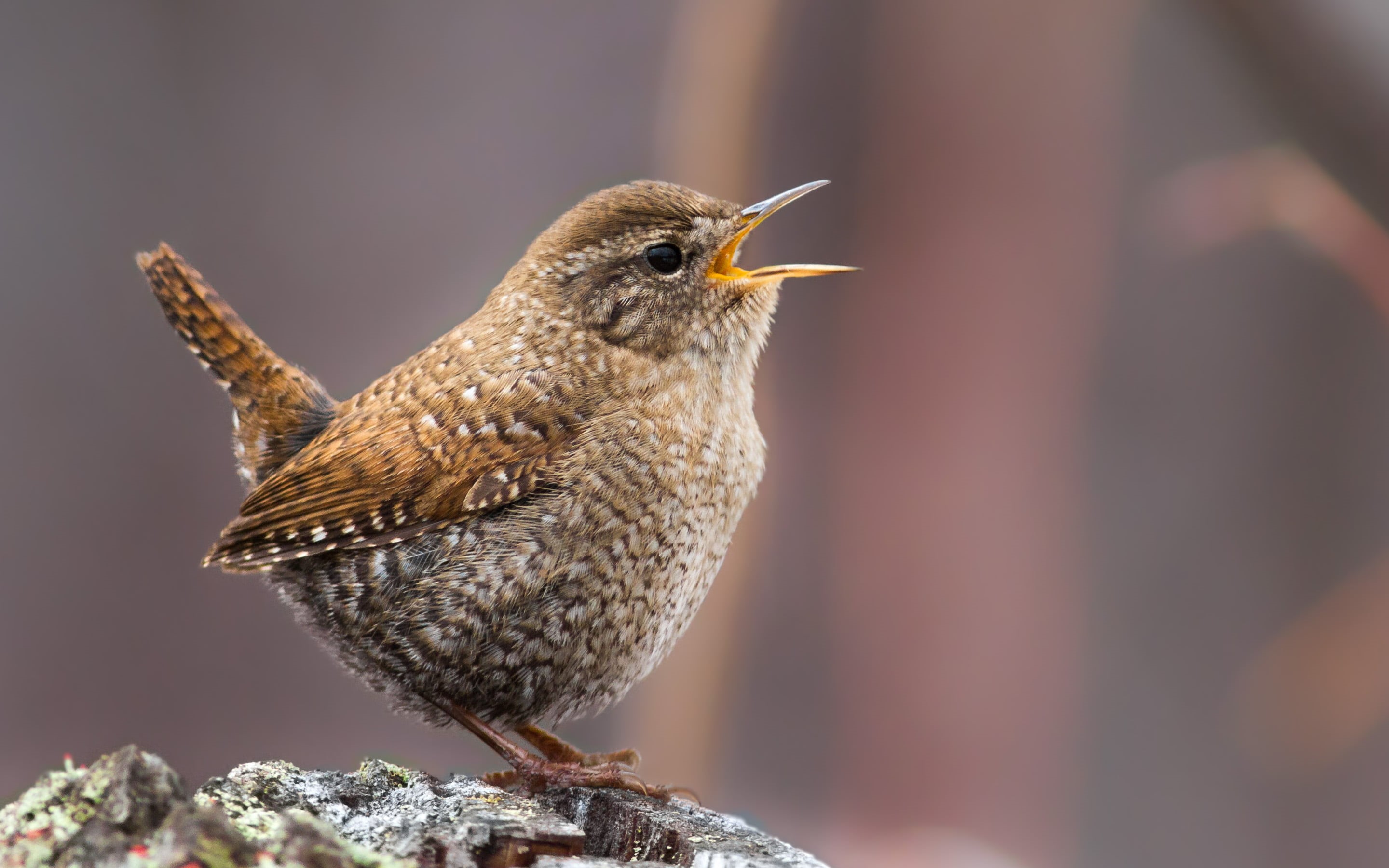 beak, feather, bird Watching, perching, wren, wildlife, gray, winter, bird, nature, animal, 2K, brown, surface, HD Wallpaper
