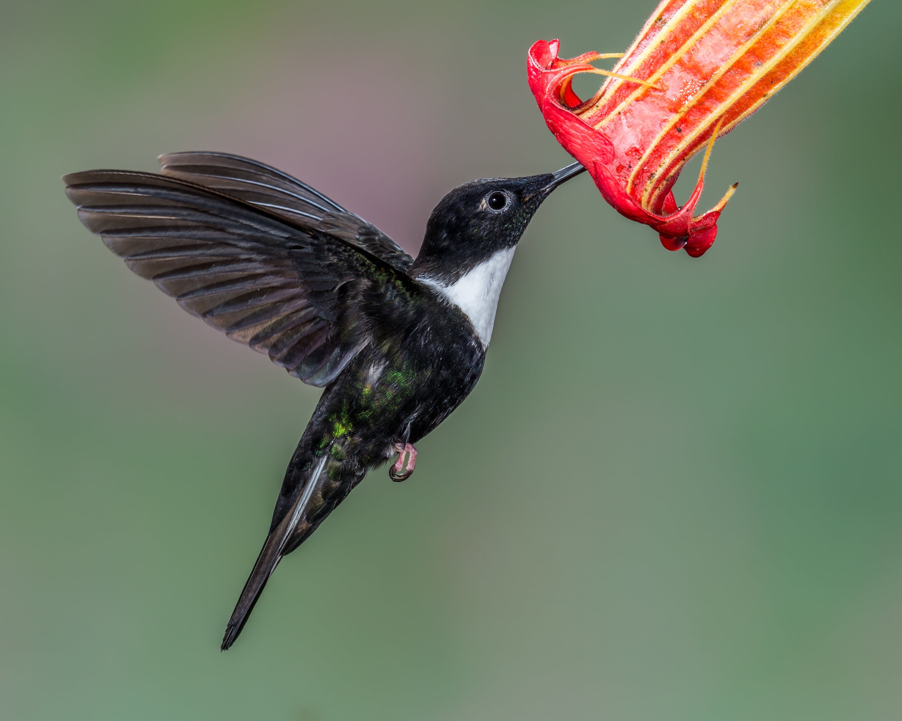collared, animal, inca, black, beak, nature, iridescent, feather, Collared Inca, wildlife, black and white, white, Hummingbird, flying, bird, animal Wing, HD Wallpaper