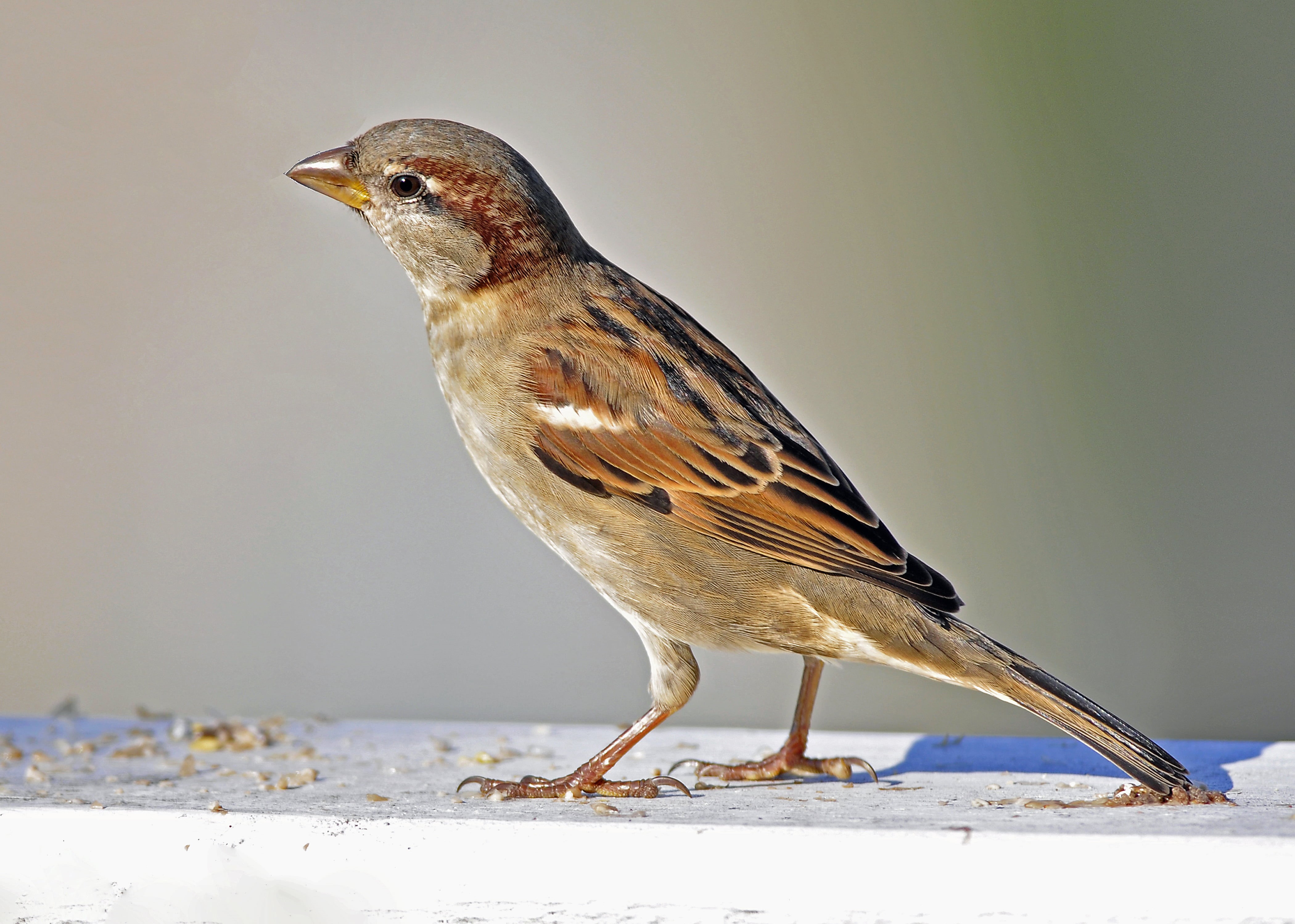 bird, beak, animal, Autumn, sparrow, outdoors, closeup, feathers, feather, wildlife, house, house sparrow, nature, Sparrow  house, 4K, sparrows, HD Wallpaper