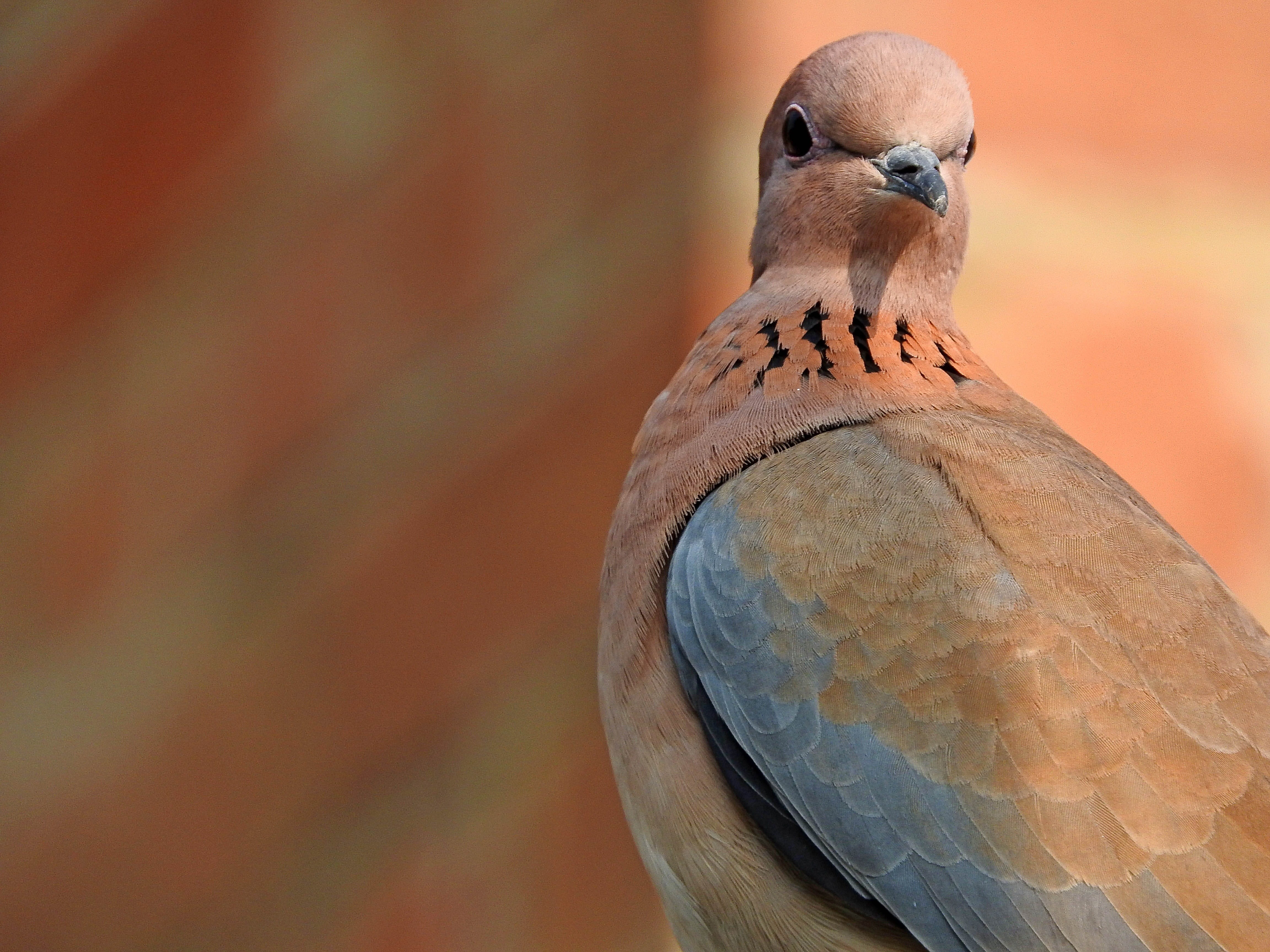 wing, focus on foreground, close-up, vertebrate, feather, perching, 4K, animal eye, bird, beak, grey, dove, day, animal themes, animal wildlife, no people, HD Wallpaper