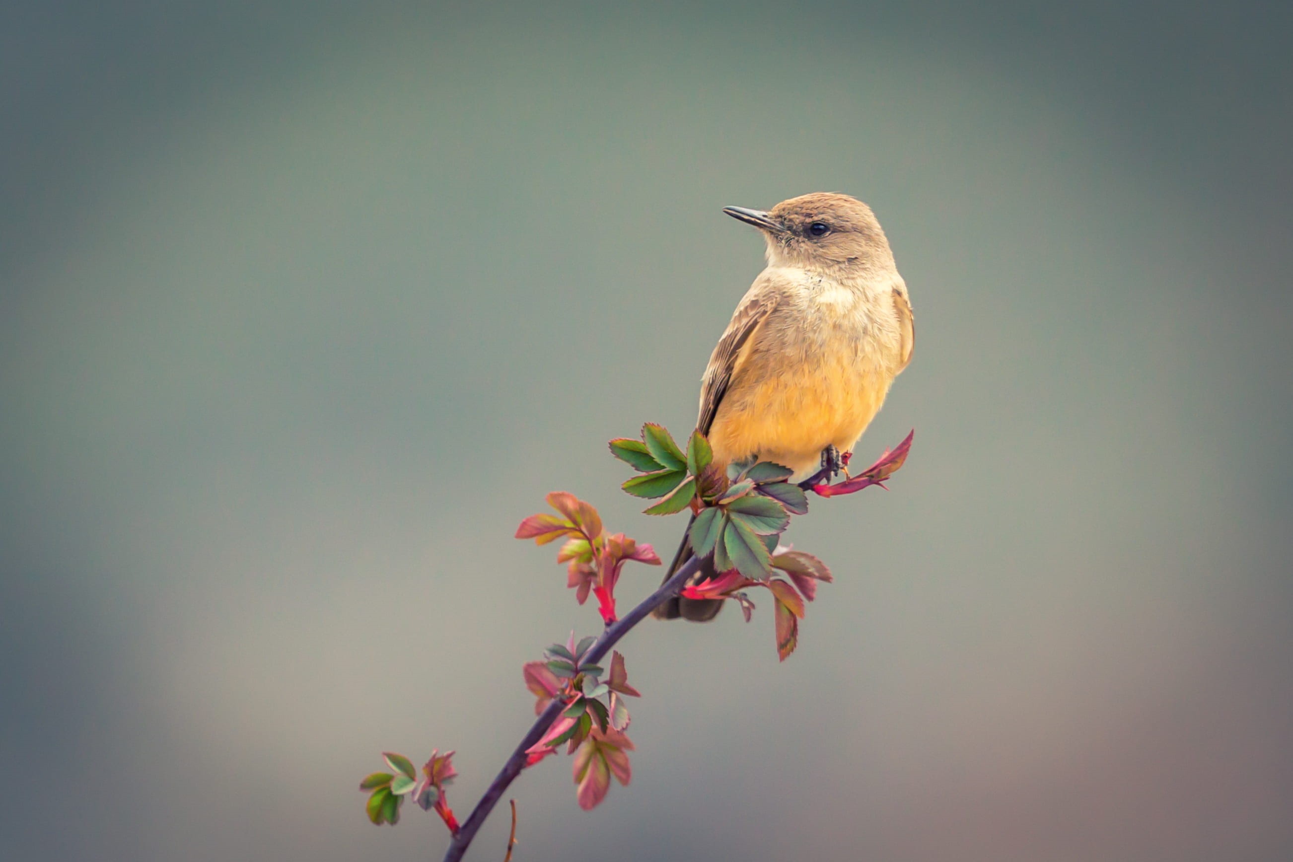 focus, bird, animals in the wild, flowering plant, wildlife, animal, look, perching, day, portrait, outdoors, animal wildlife, minimal, wing, plant part, HD Wallpaper