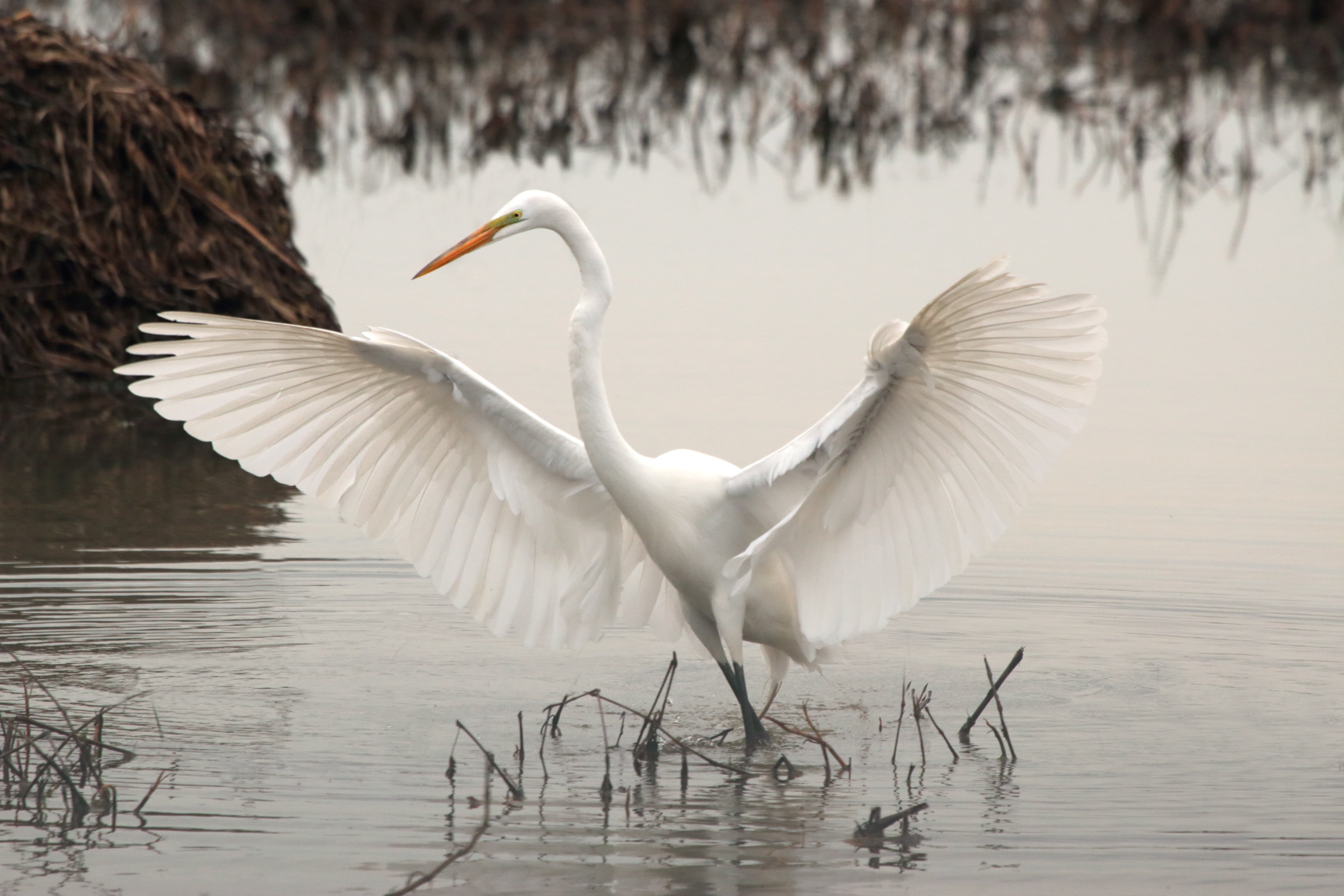 animal, animal wing, long, vertebrate, nature, neck, white, near, no people, egret, water, spread wings, waterfront, one animal, 5K, flapping, bird, grass, HD Wallpaper