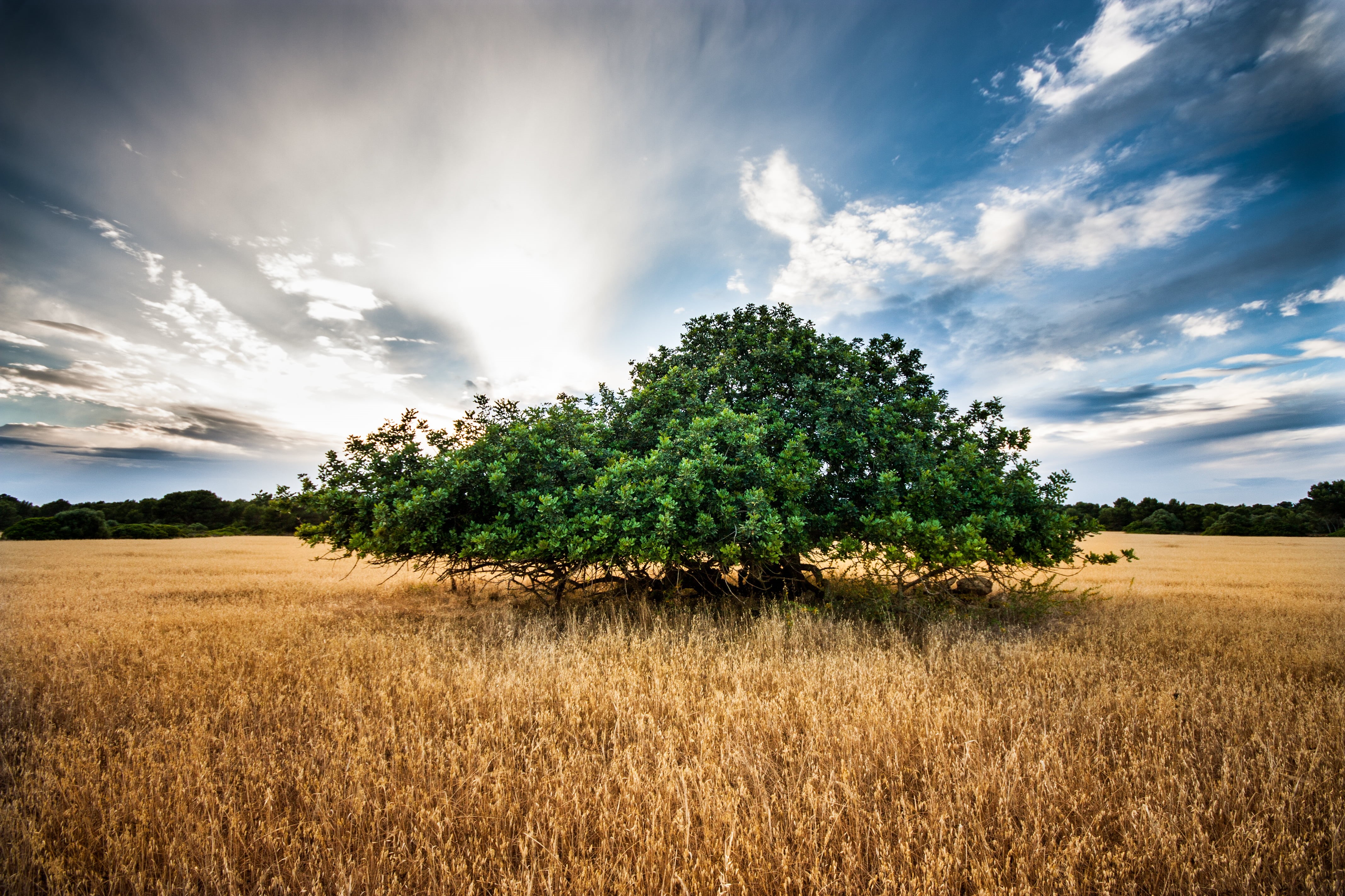 Solo, grasses, grass, trigo, nature, summer, brown, Sigma, landscape, farm, sun, outdoors, 20mm, tree, sunlight, green, rural Scene, meadow, land, leafed, HD Wallpaper
