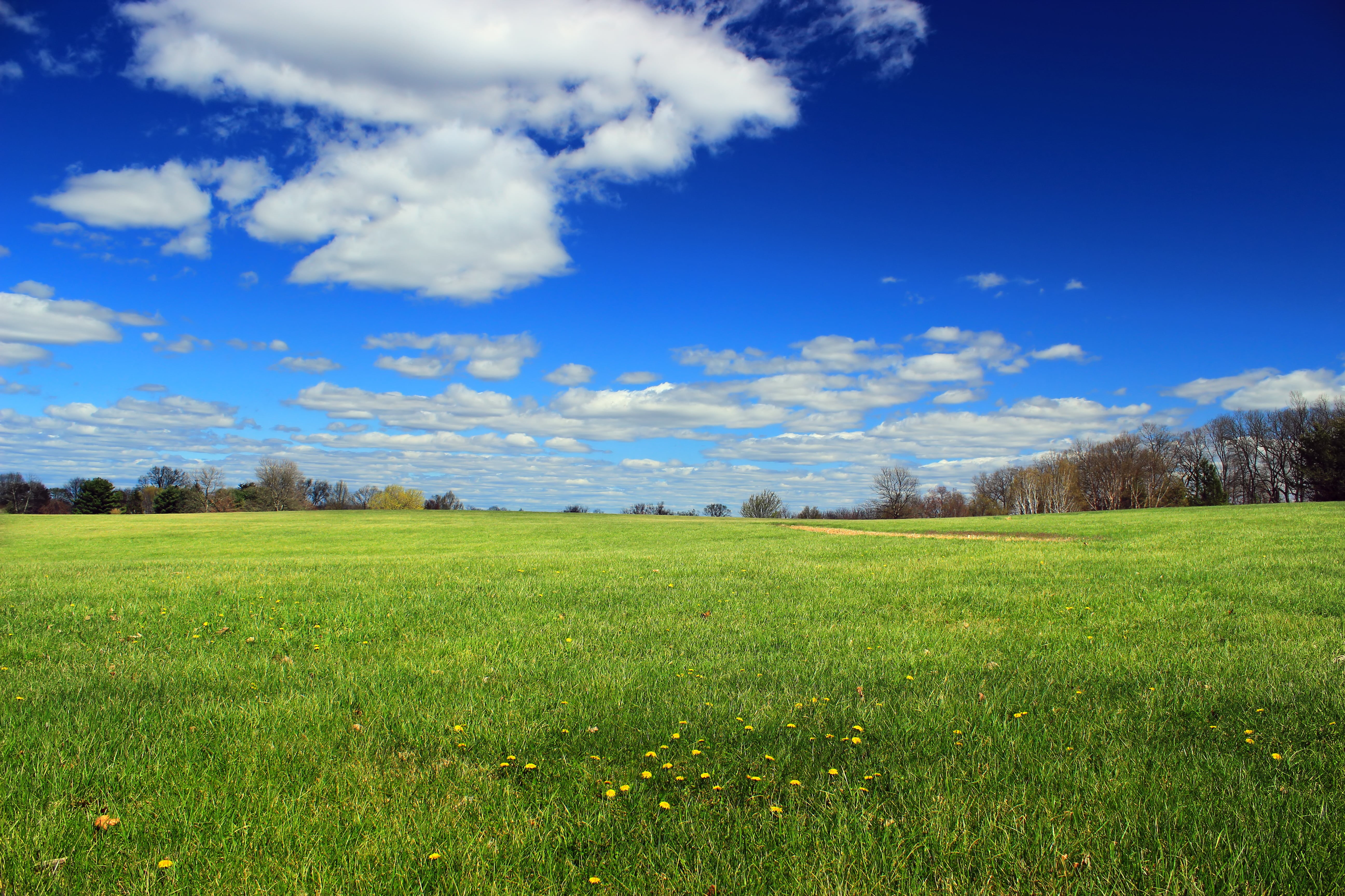 County Park, blue, Moore County, nature, dandelions, landscape, Moore Park, daytime, green Color, cloud - Sky, green, season, scenics, creative commons, HD Wallpaper