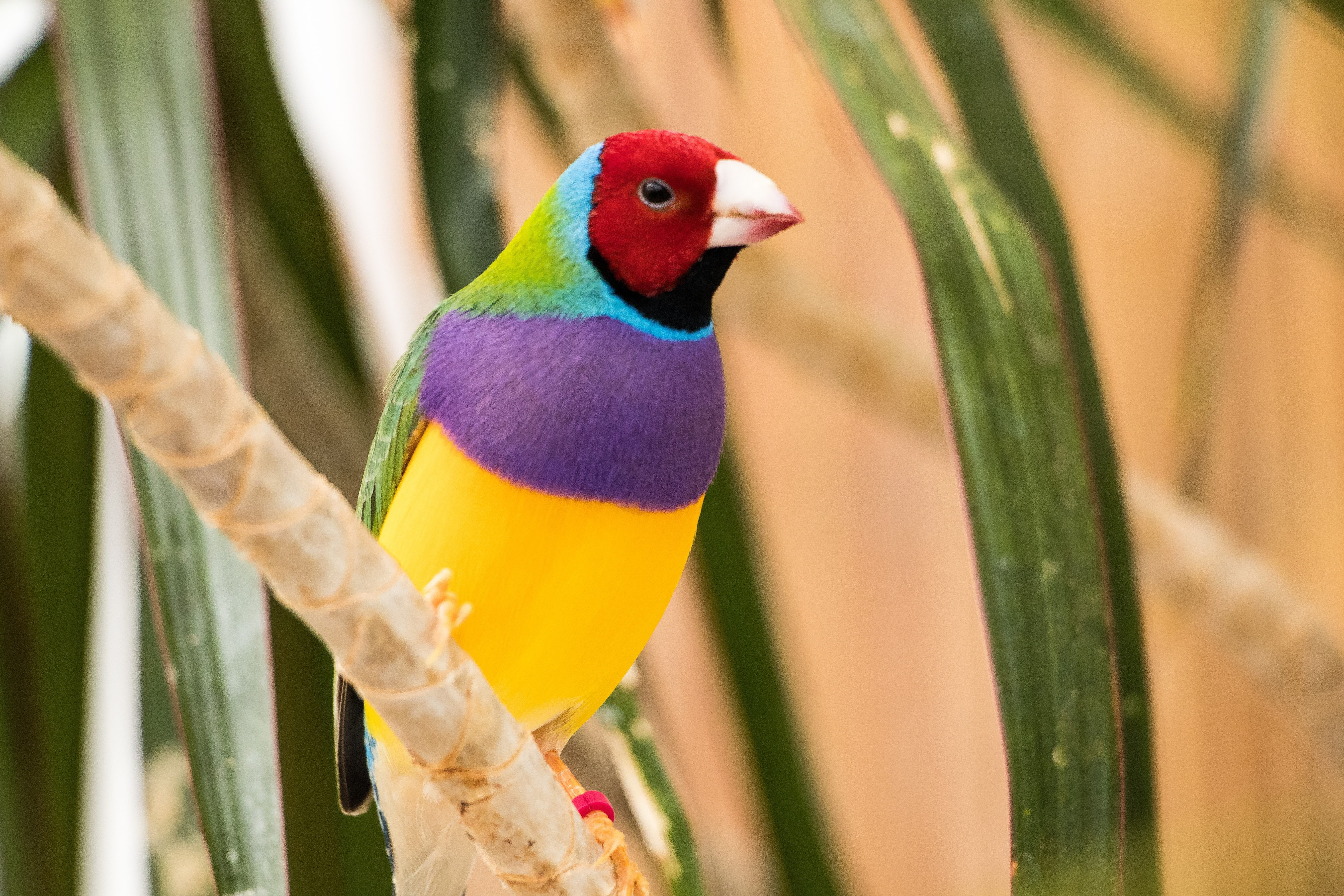 Bird, close, green Color, beak, vertebrate, cute, Zebra Finch, branch, beauty in nature, plant, parrot, animal themes, exotic, multicolored, small, yellow, HD Wallpaper