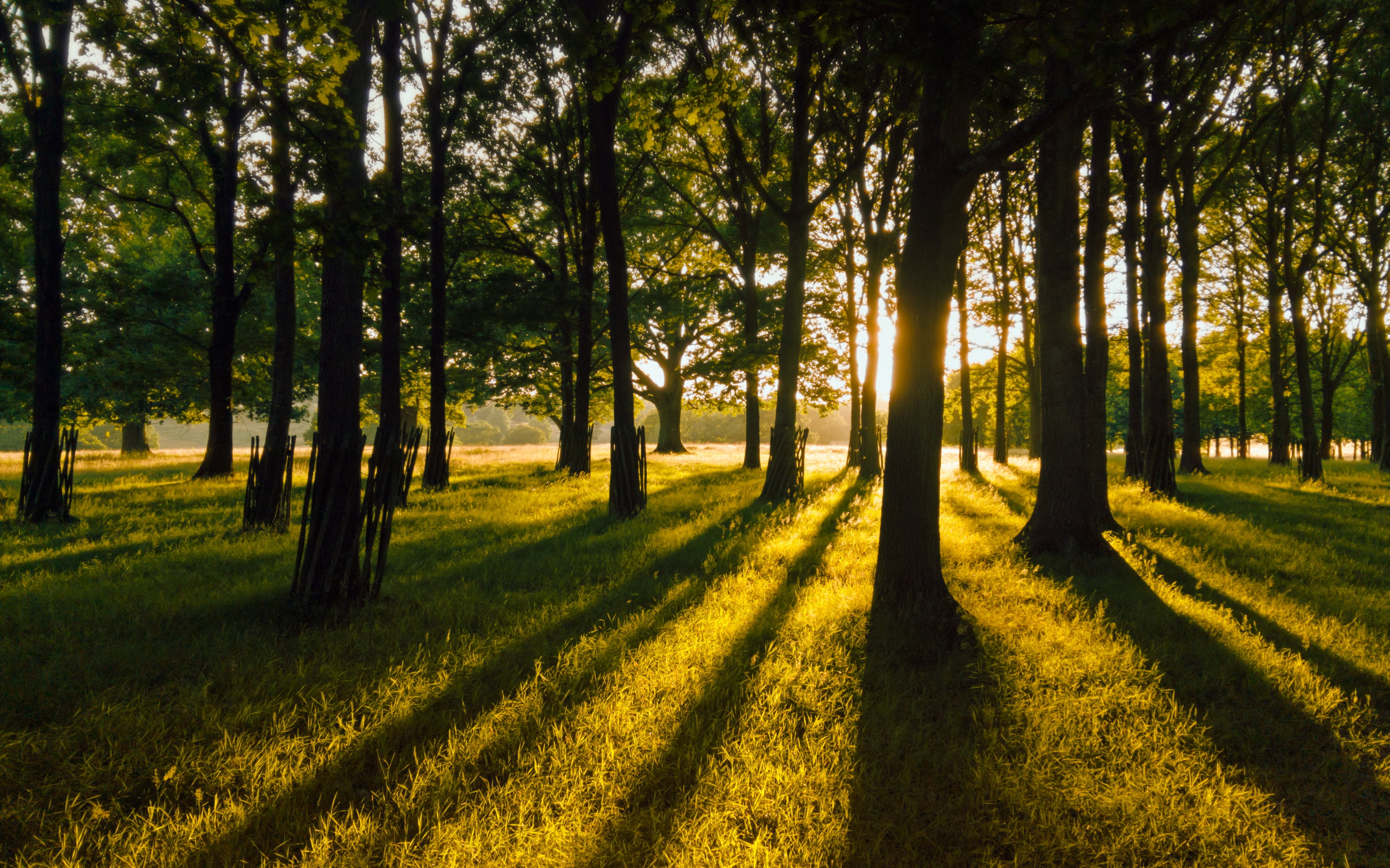 Yellow  Gold, autumn, West Sussex, Evening, sun, field, grass, through the trees, Petworth Park, Green  Yellow, Last Light, green Color, Sunset, rural Scene, HD Wallpaper