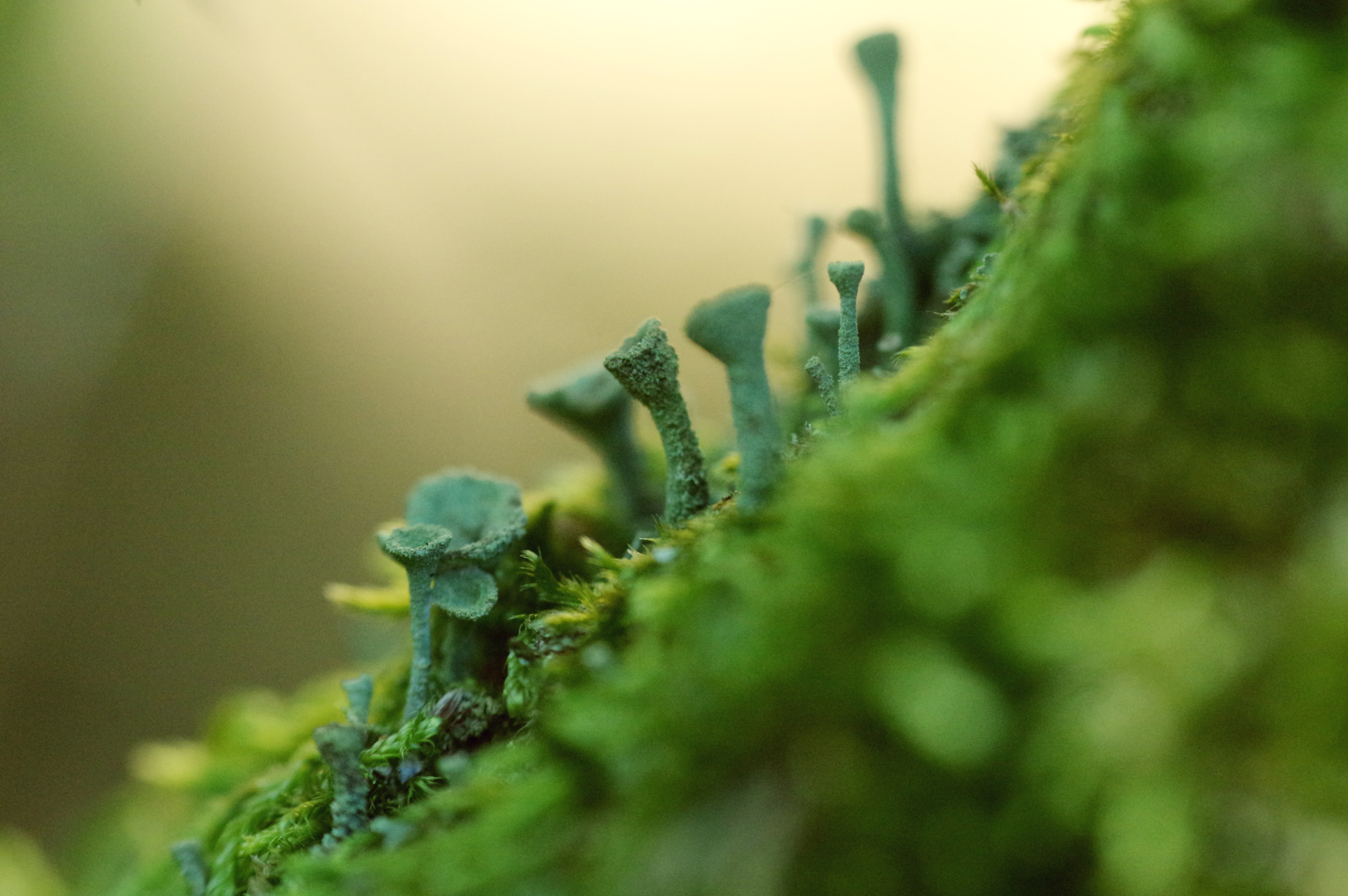 shot, micro  green, green, moss, green plant, green Color, macro, greenery, sopp, close-up, leaf, troll, green  forest, plant, depth of field, nature, lav, HD Wallpaper