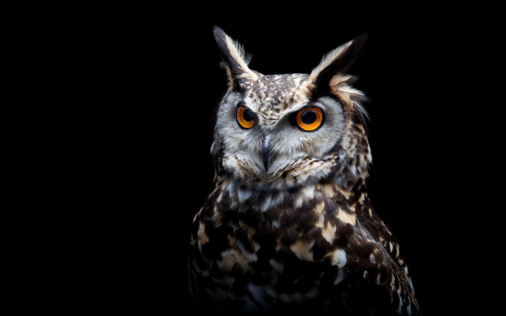bird of prey, animal themes, orange eyes, portrait, no people, bird, alertness, looking at camera, close-up, animals, animal eye, white, 720P, animal, HD Wallpaper