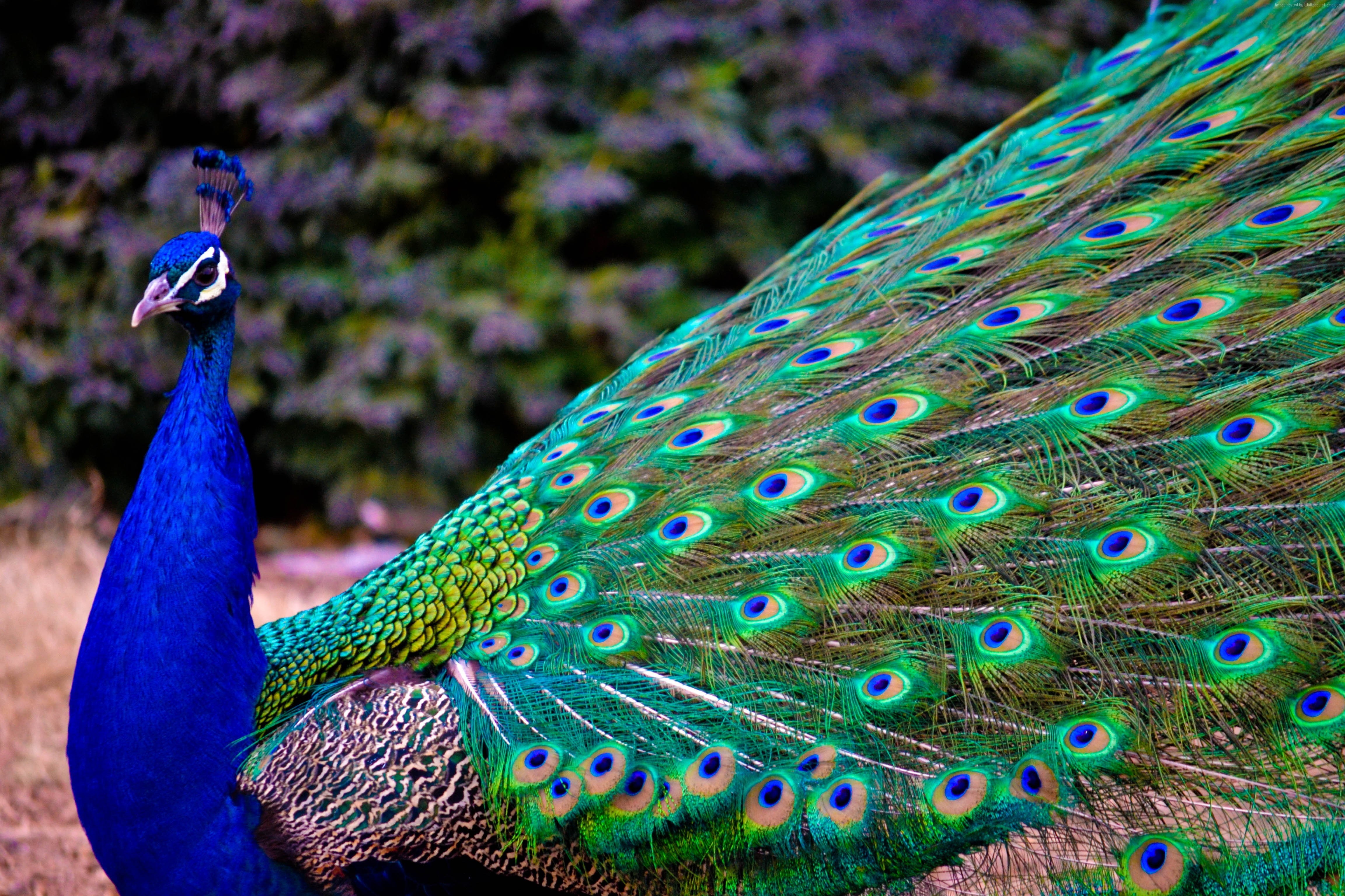 4K, feathers, Peacock, HD Wallpaper