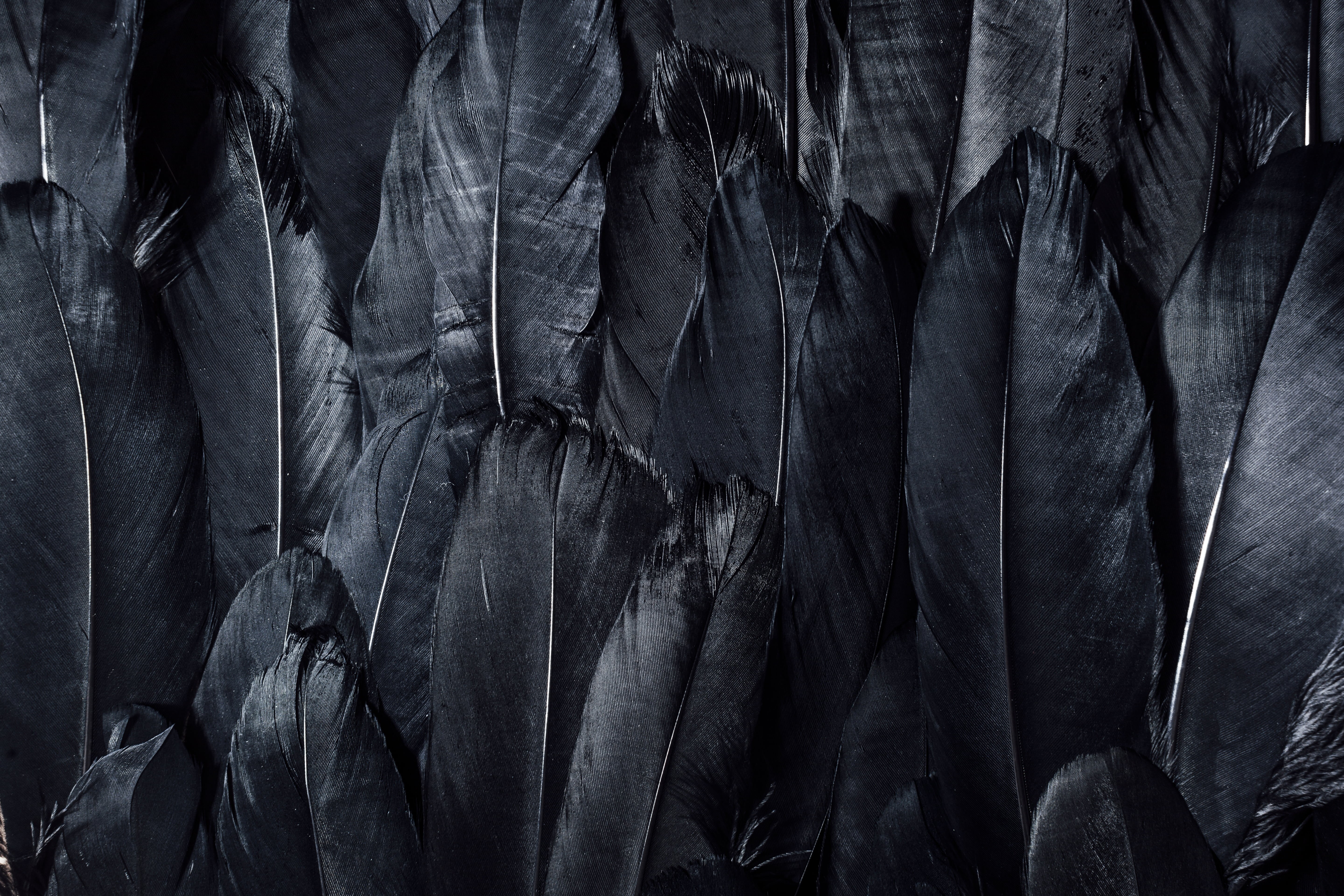 dark, material, no People, textile, 5K, backgrounds, close-up, hanging, abstract, large group of objects, full frame, macro, textured Effect, nature, feathers, HD Wallpaper