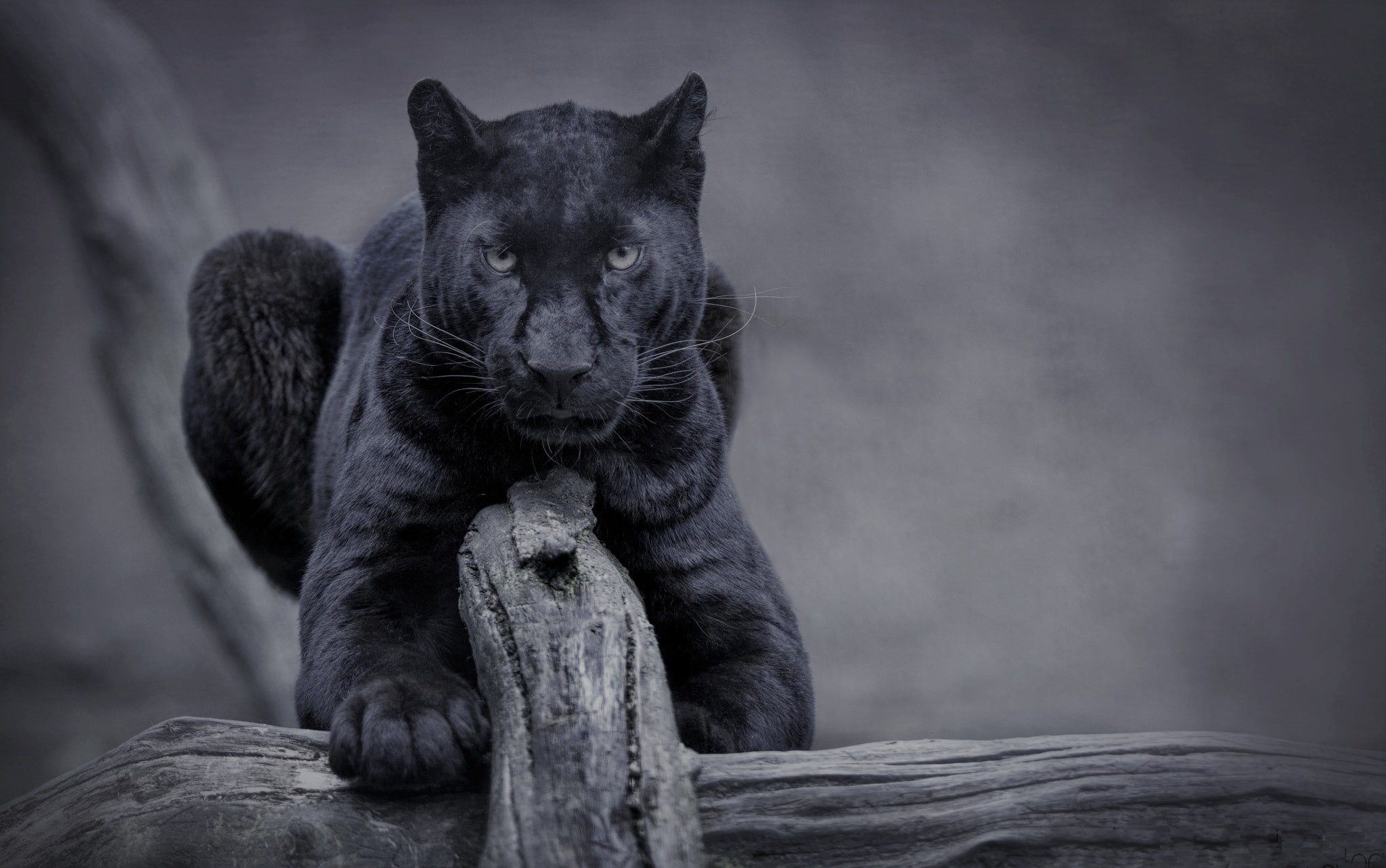 cat, nature, 1080P, wild, panther, black panther, HD Wallpaper