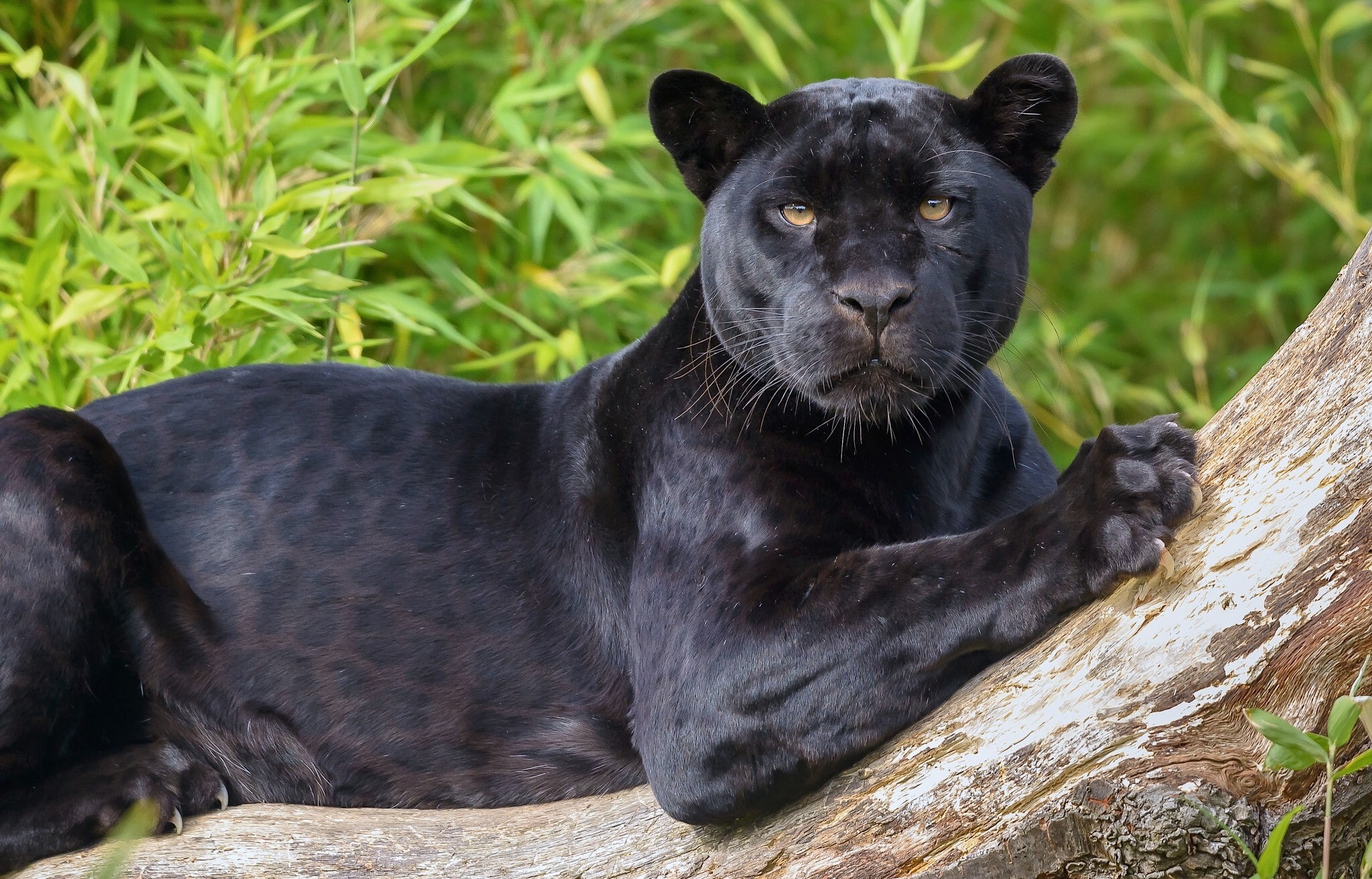 Jaguar, eyes, panther, black, black Panther, 1080P, predator, wild cat, HD Wallpaper