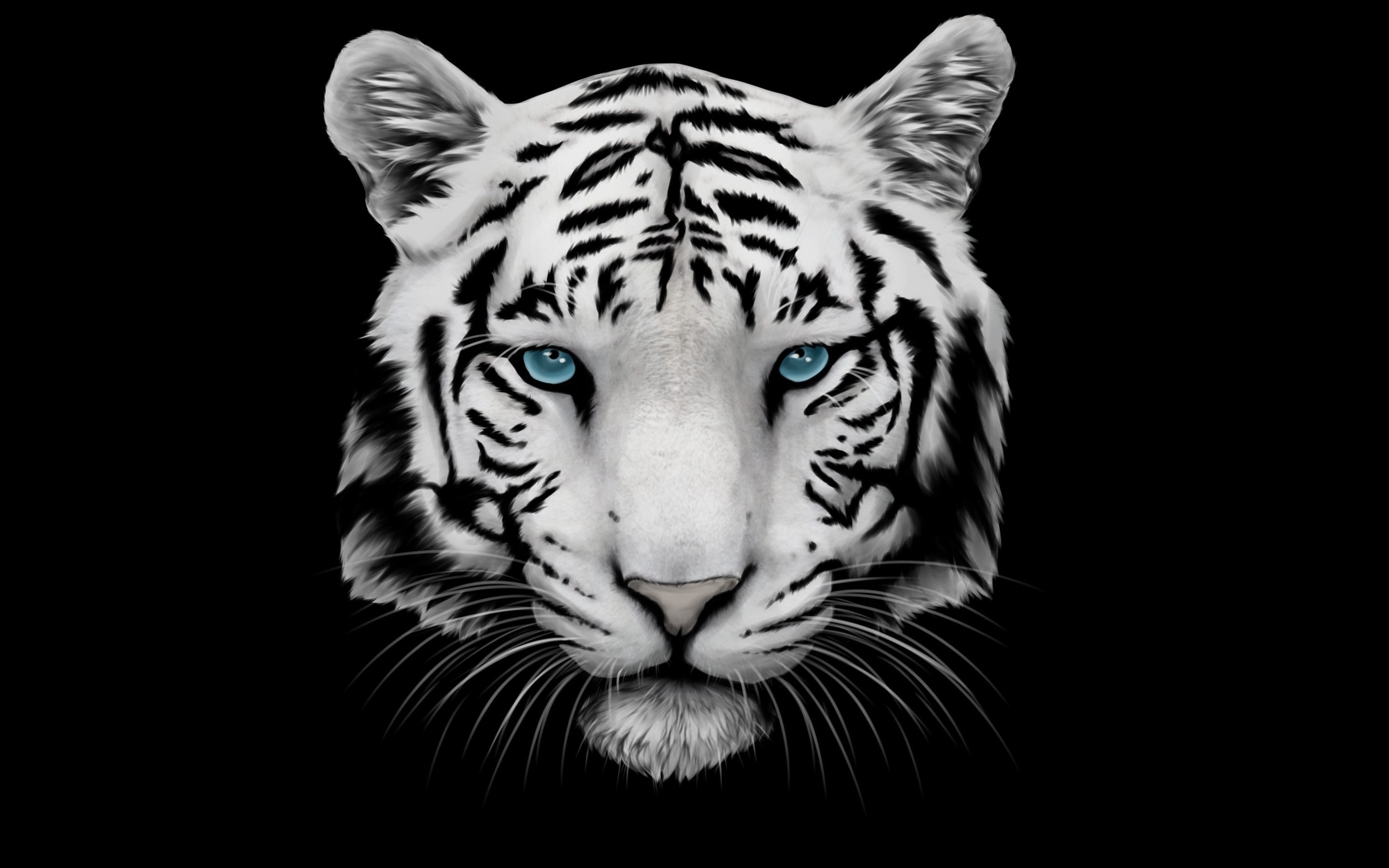 2K, eyes, blue, white tiger, tiger, white, HD Wallpaper