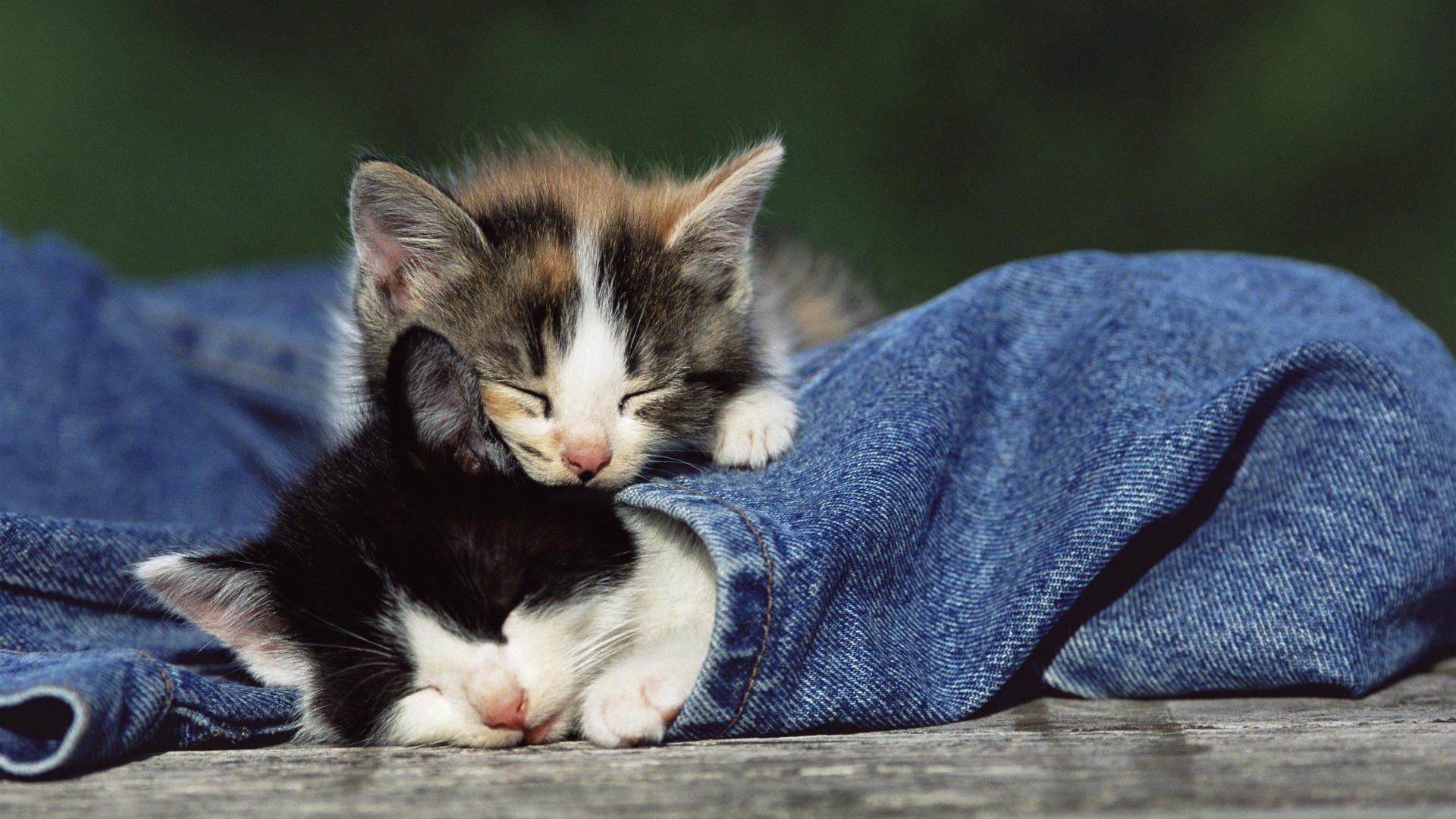 animal, animal themes, white, whisker, domestic, feline, relaxation, tabby, gray, close-up, baby animals, 1080P, one animal, domestic animals, mammal, HD Wallpaper