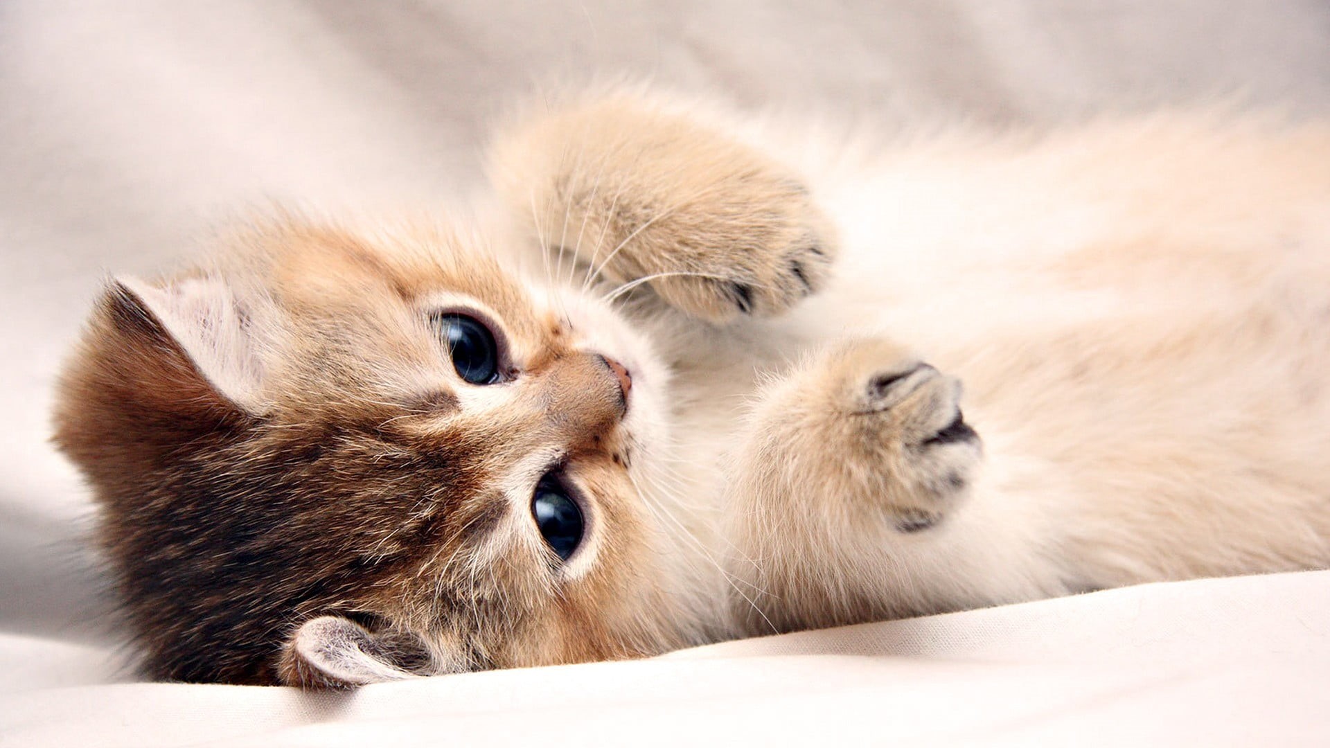 short, gray, kittens, kitten, cute, domestic animals, white, lying down, animal wildlife, hair, no people, pets, relaxation, mammal, fur, indoors, cat, HD Wallpaper