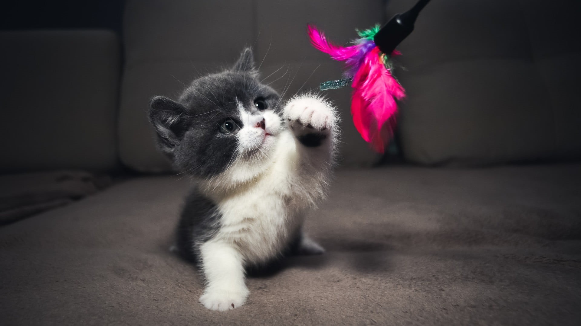 feline, feathers, animal themes, animals, domestic animals, cat, sitting, looking, animal head, young animal, domestic, portrait, 1080P, animal, pets, HD Wallpaper