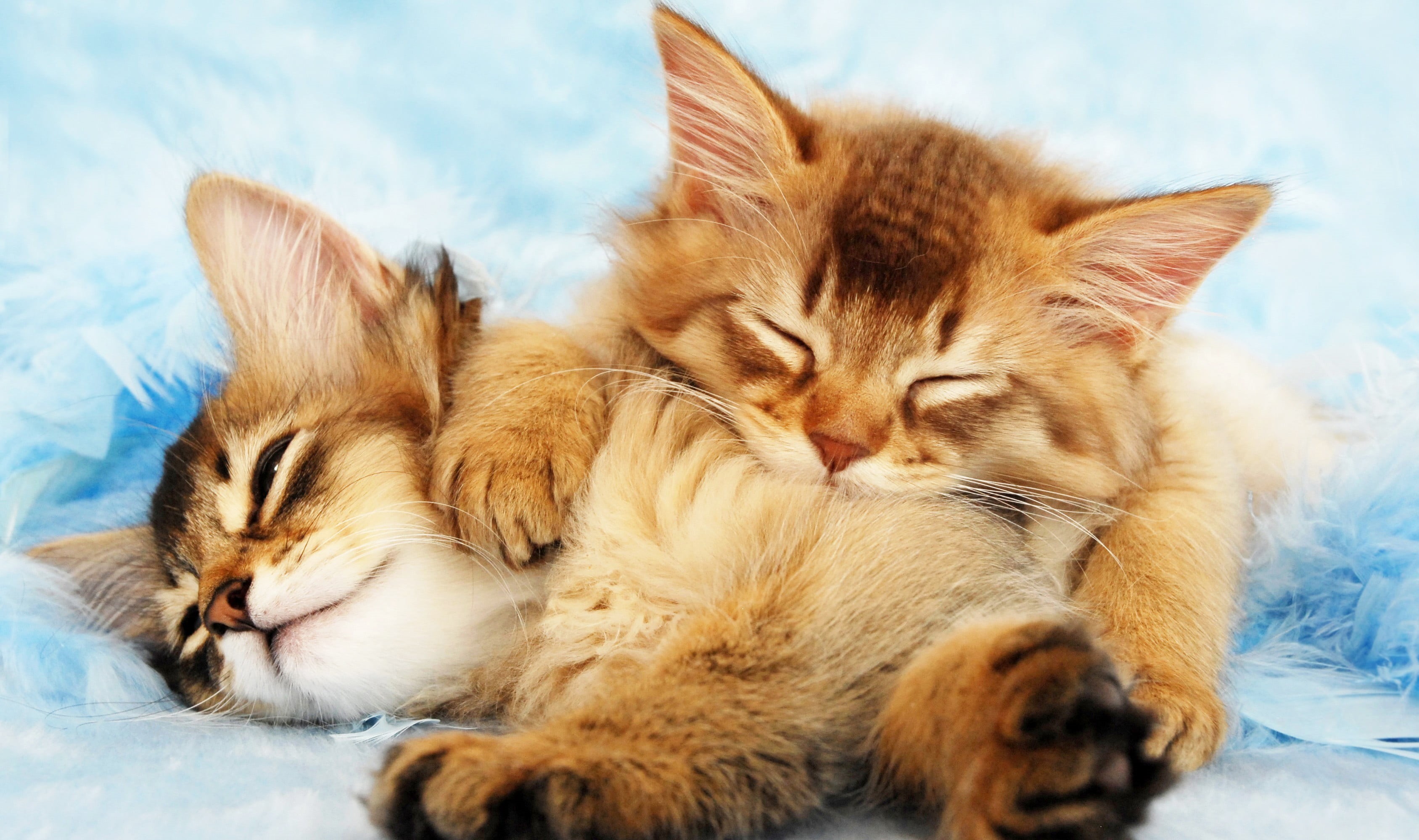 vertebrate, animal head, napping, 2K, animal family, whisker, domestic animals, animals, relaxation, cat, mammal, animal, resting, no people, eyes closed, HD Wallpaper