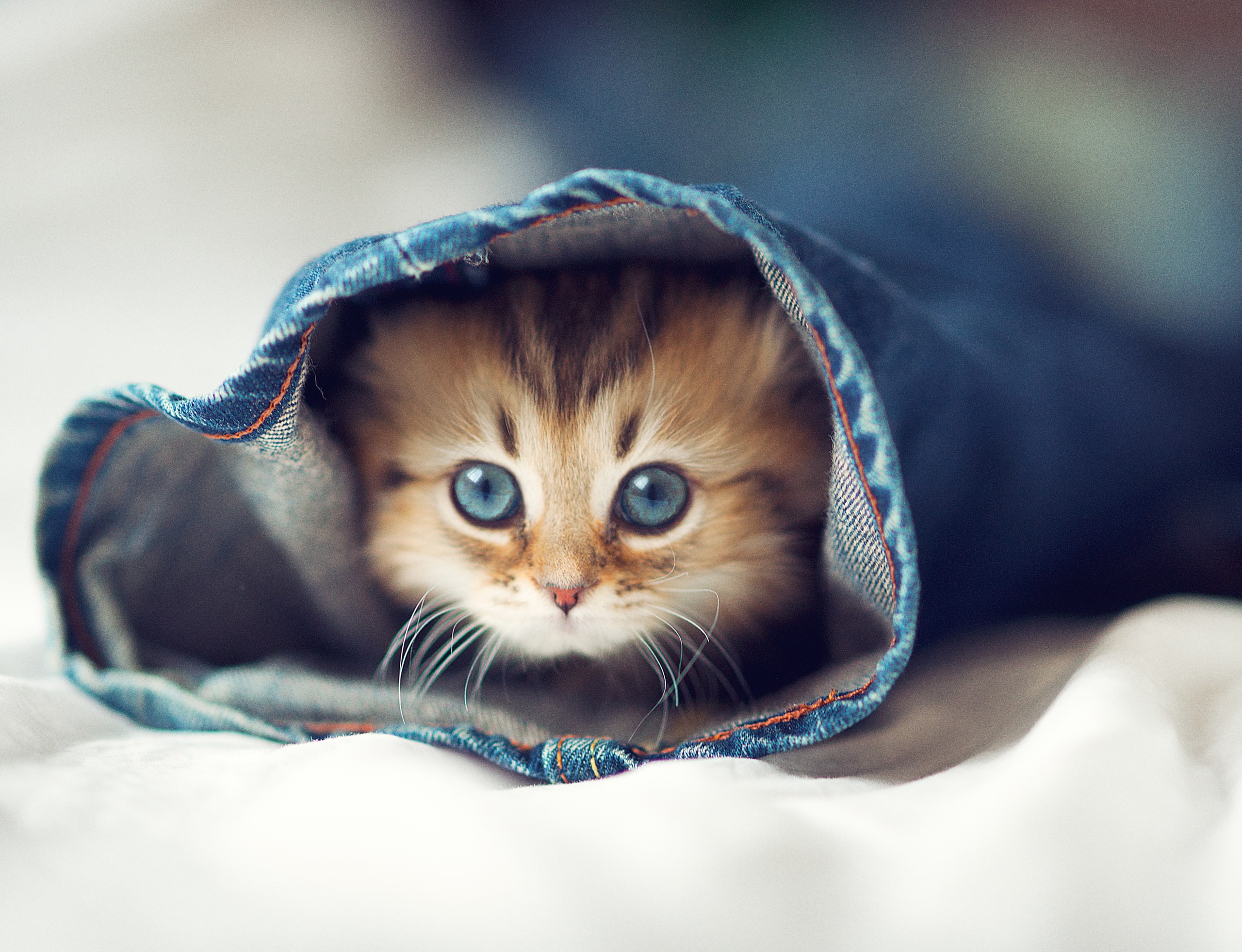 2K, kittens, cat, animals, blue eyes, HD Wallpaper