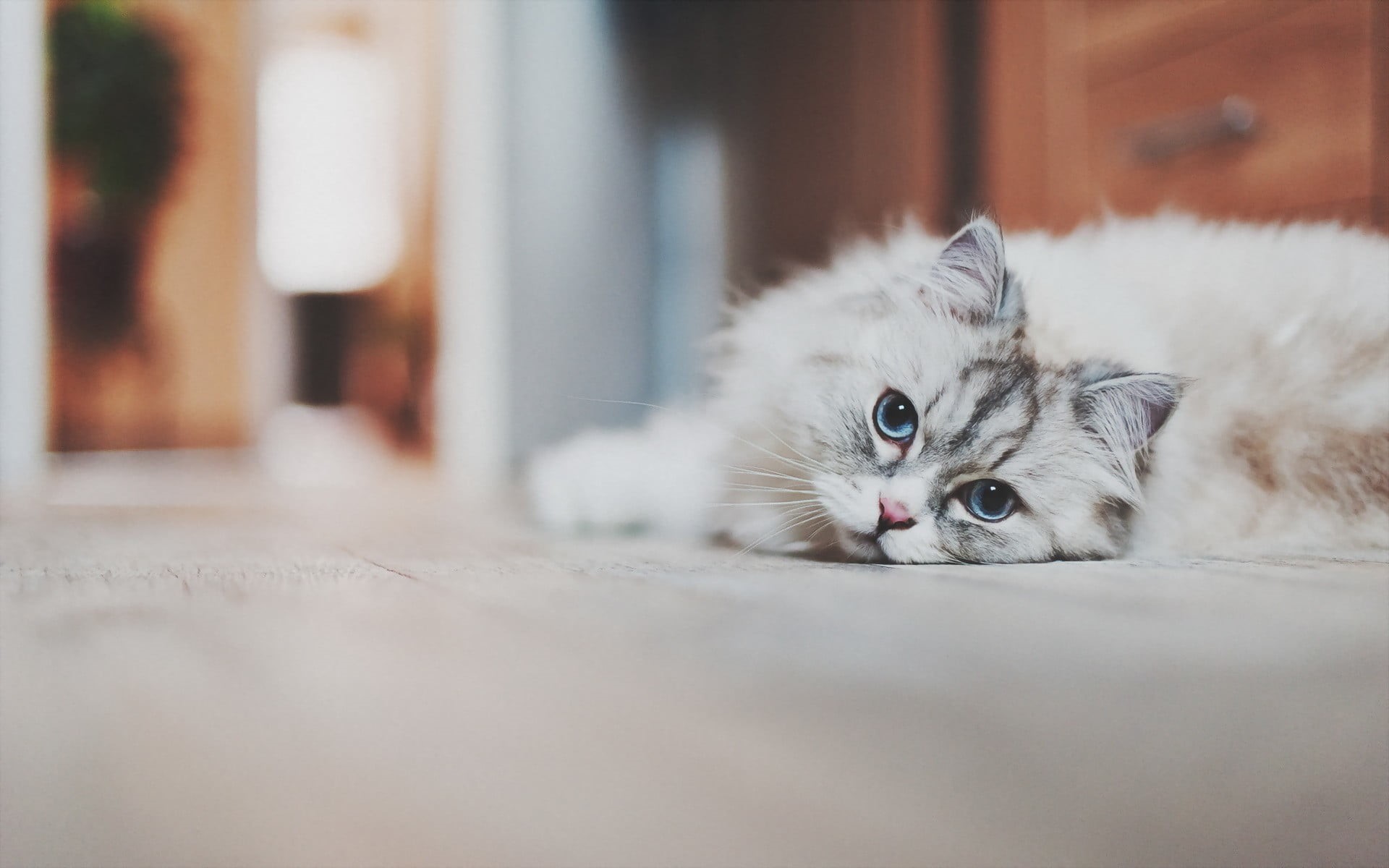 pets, relaxation, animals, looking at camera, fur, mammal, white, cat, portrait, persian cat, short, domestic animals, vertebrate, selective focus, lying down, HD Wallpaper