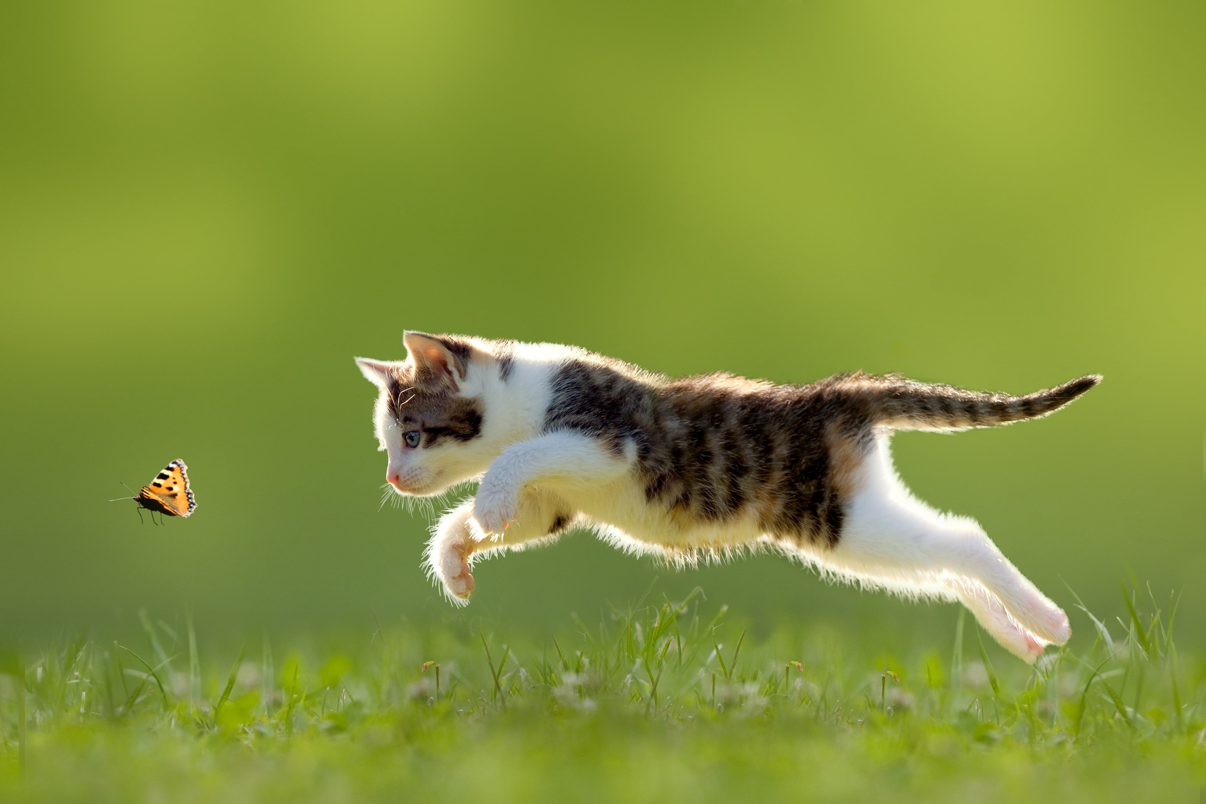 no people, mammal, tabby, full length, plant, nature, pets, depth of field, vertebrate, kitten, baby animals, animals, one animal, animal, cat, animals in the wild, HD Wallpaper