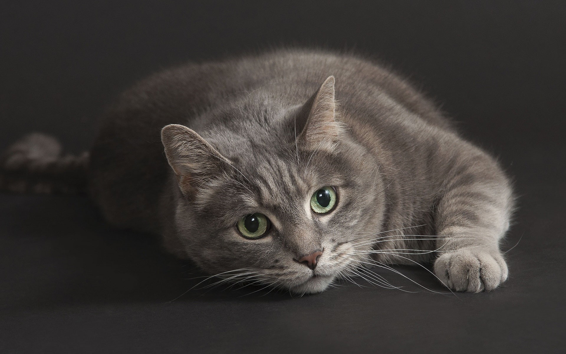 Gray, Eyes, Black, Background, Green, Cat, 1080P, HD Wallpaper