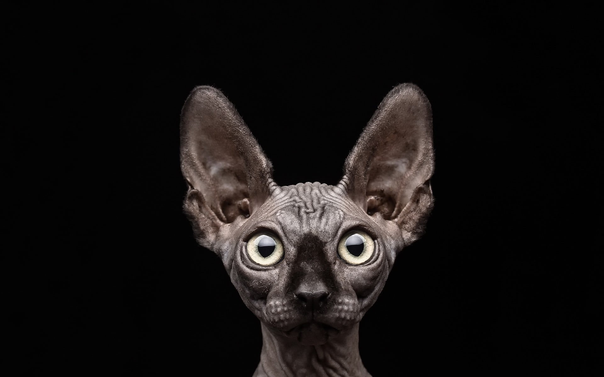 close-up, indoors, portrait, small, vertebrate, gray, animal body part, animal eye, one animal, black background, 1080P, alertness, domestic animals, body part, HD Wallpaper
