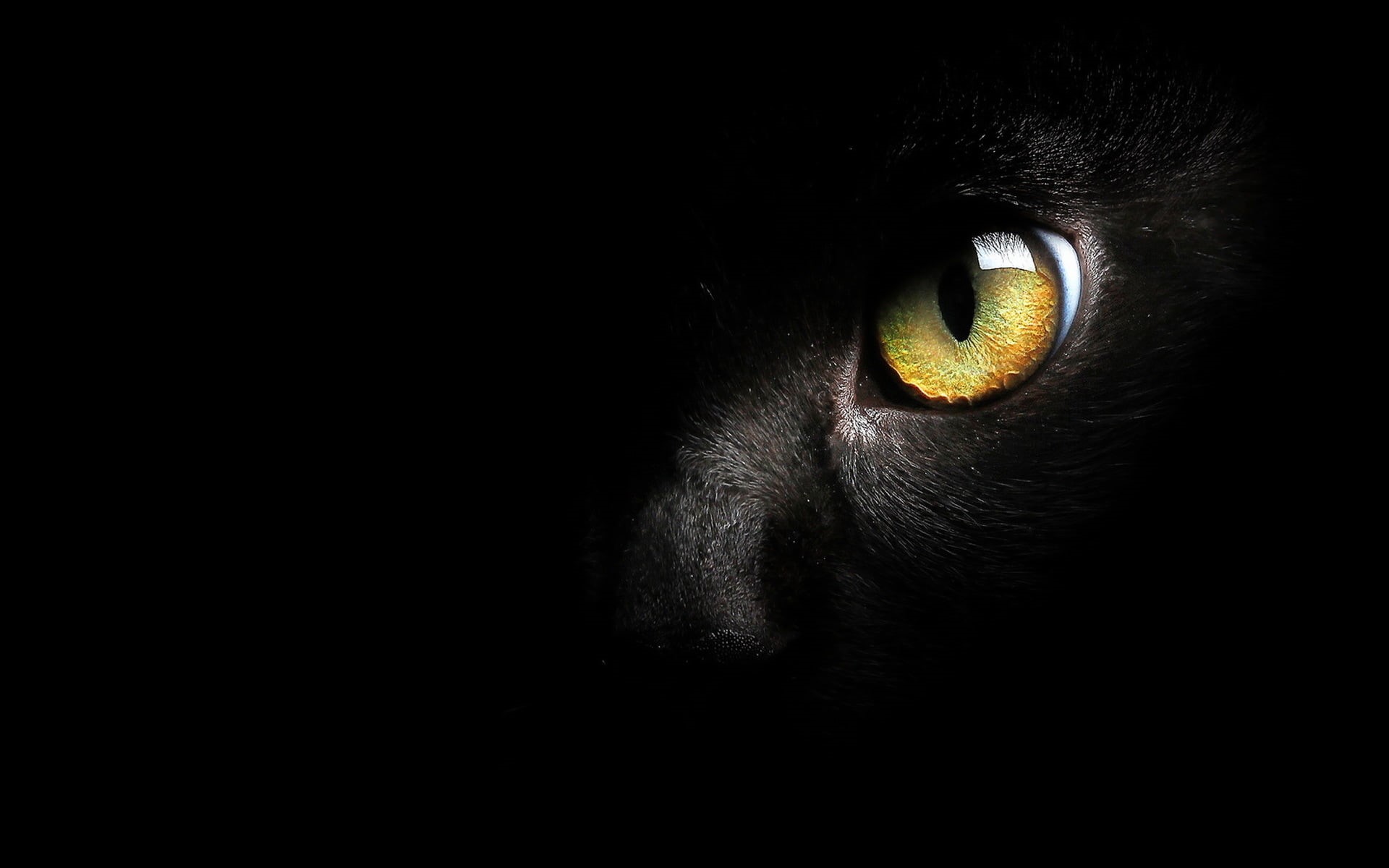 1080P, animal head, close-up, domestic, cat, background, black background, animal themes, domestic animals, animal, yellow eyes, portrait, copy space, HD Wallpaper