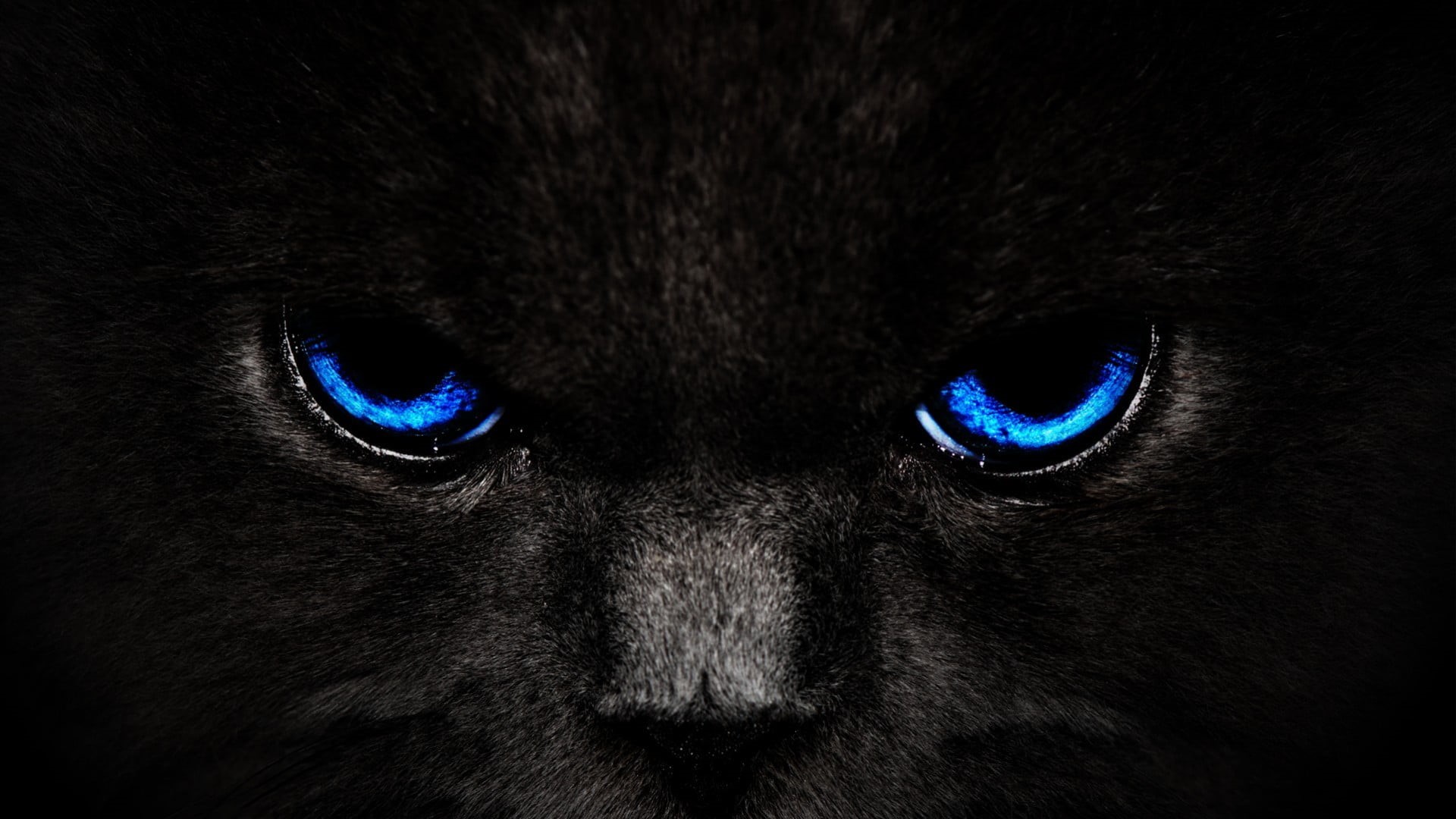 close-up, animal body part, animal themes, whisker, animal eye, mammal, eye, domestic animals, black background, pets, vertebrate, animal head, looking at camera, HD Wallpaper