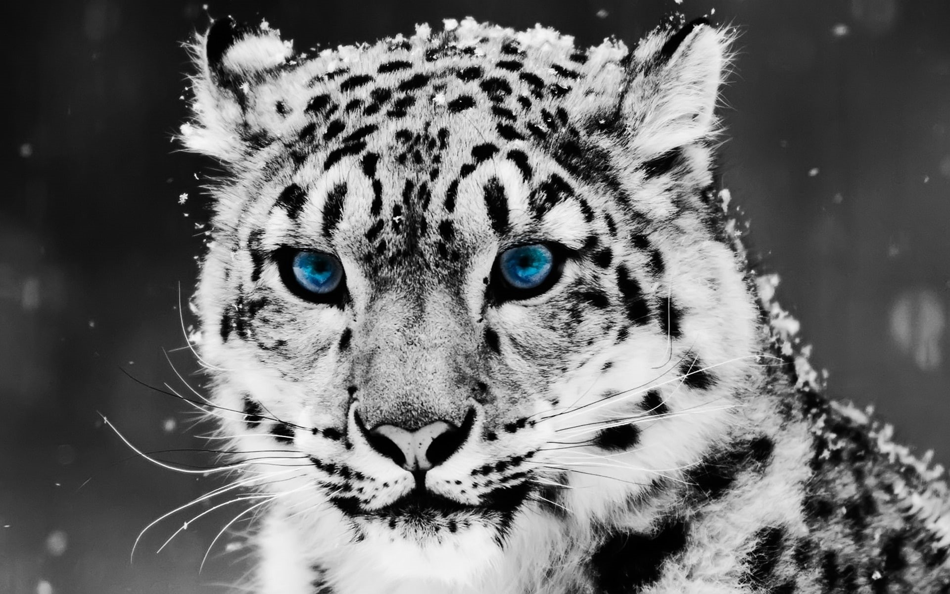 1080P, blue, Mac OS, eye, snow, leopard, animal, blue eye, Computers, HD Wallpaper