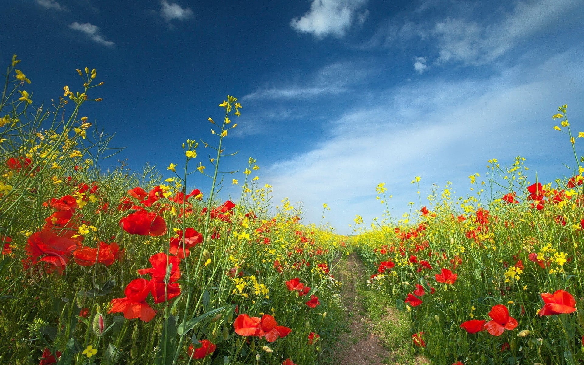 blue, outdoors, freshness, land, sky, flowers, beauty in nature, red, red flowers, ornamental garden, growth, vibrant color, springtime, landscape, rhoeas, HD Wallpaper