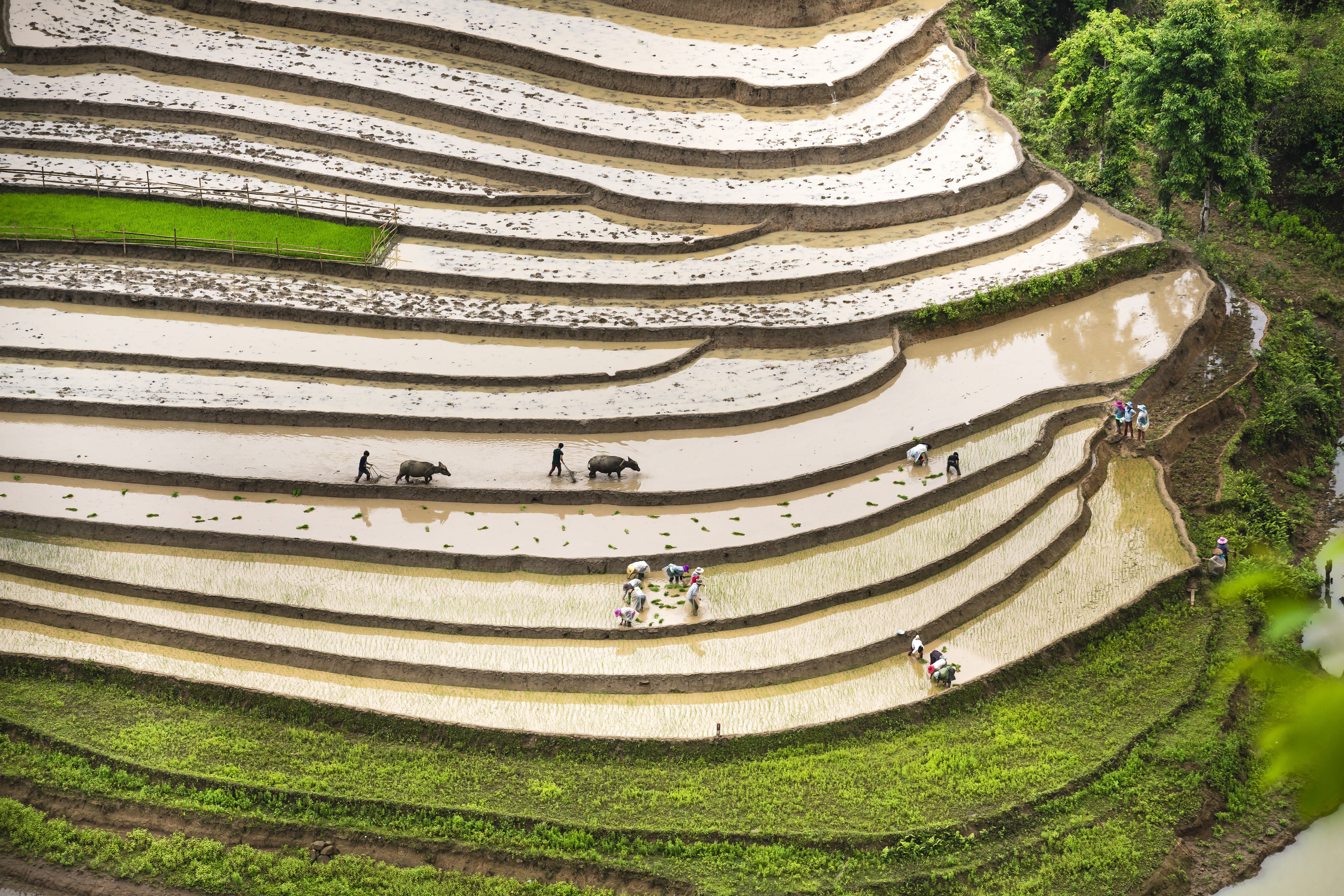 vietnam, ytý, the valley, asia, feed, step, terraces, yen bai, photography, agriculture, full color, beauty in nature, farmer, no people, stack, natural, HD Wallpaper