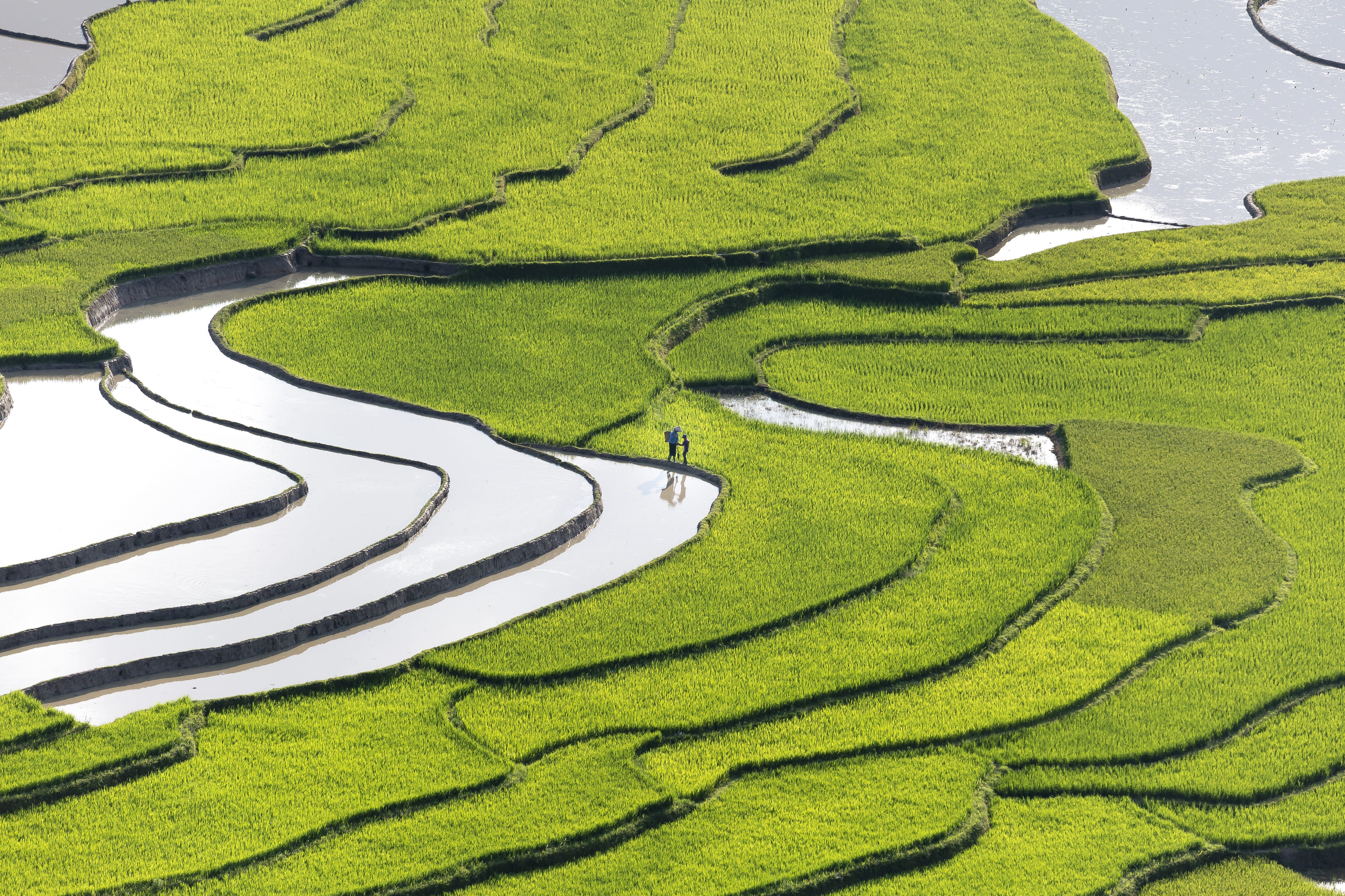 feed, near, yen bai, grass, 5K, body, ground, step, high angle view, tranquility, terraced, calm, growth, vietnam, beauty in nature, harvest, no people, HD Wallpaper