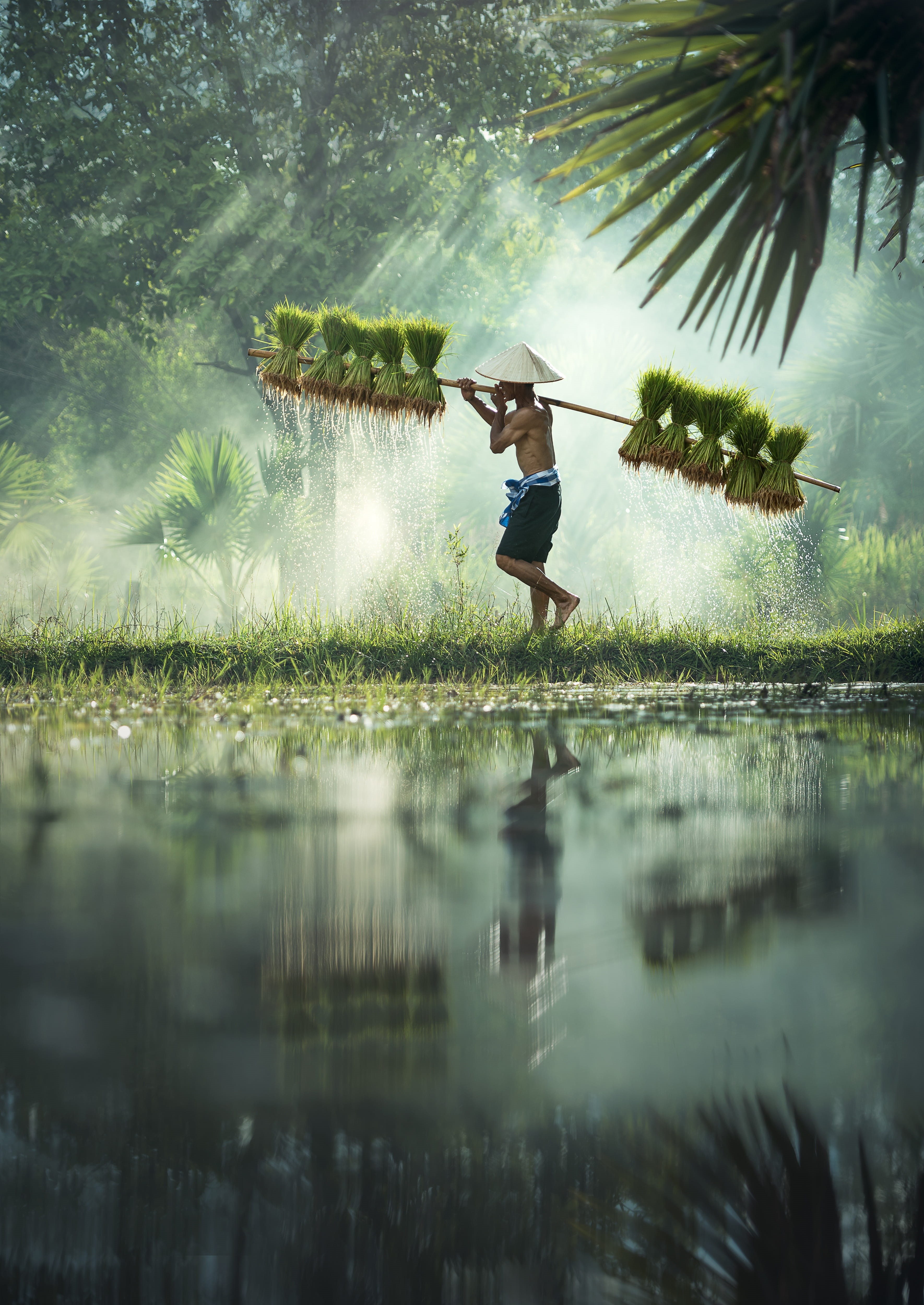 the country, labor, people, farmland, grass, asia, life, tradition, harvest, agriculture, vietnamese, plant, the scene, nature, 4K, reflection, land, stick, Phone HD Wallpaper