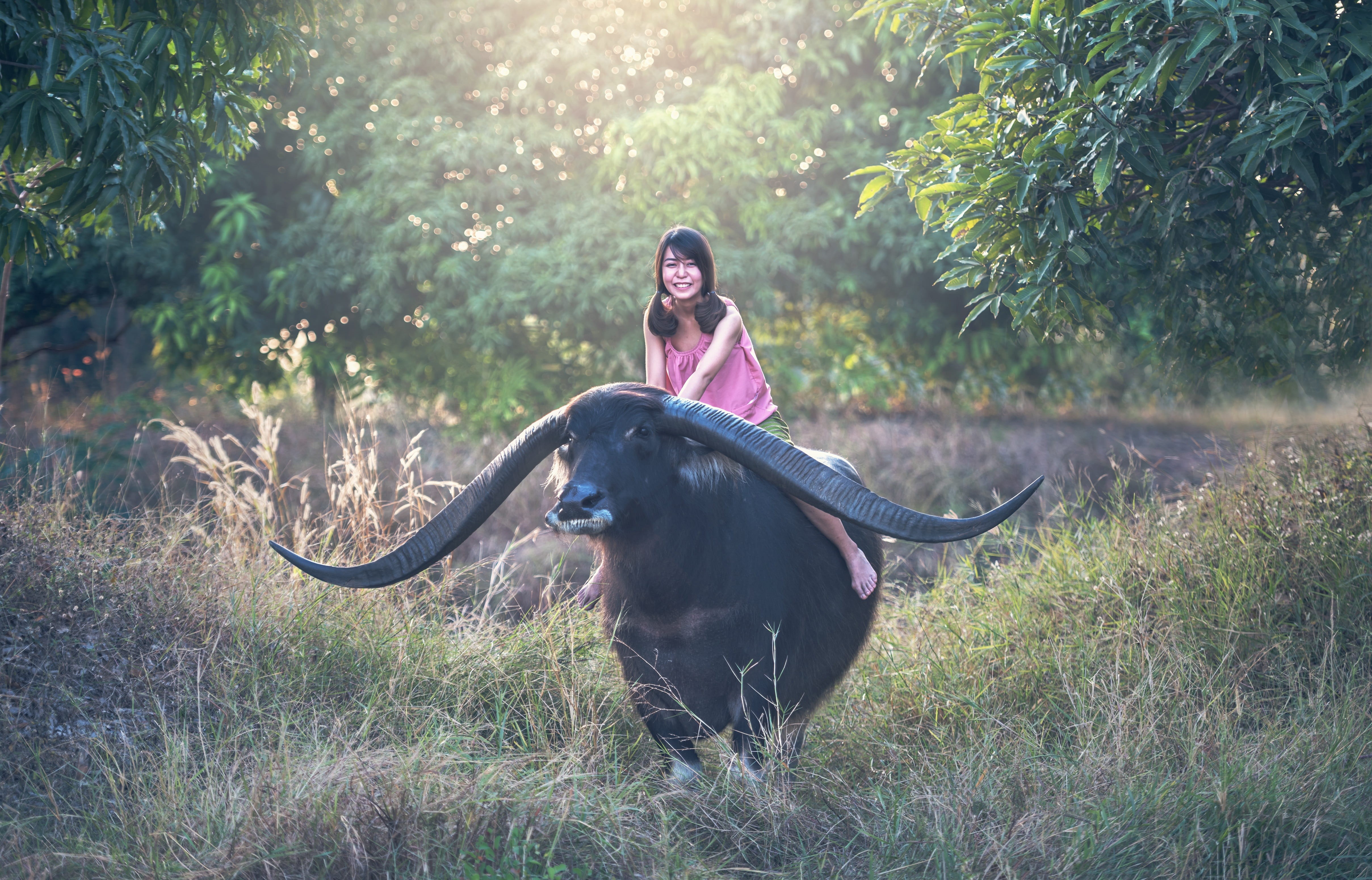 smiling, pets, myanmar burma, laos, domestic animals, one animal, farm, pretty, green, golf club, background, the job, walk, vietnamese, cambodians, riding, HD Wallpaper