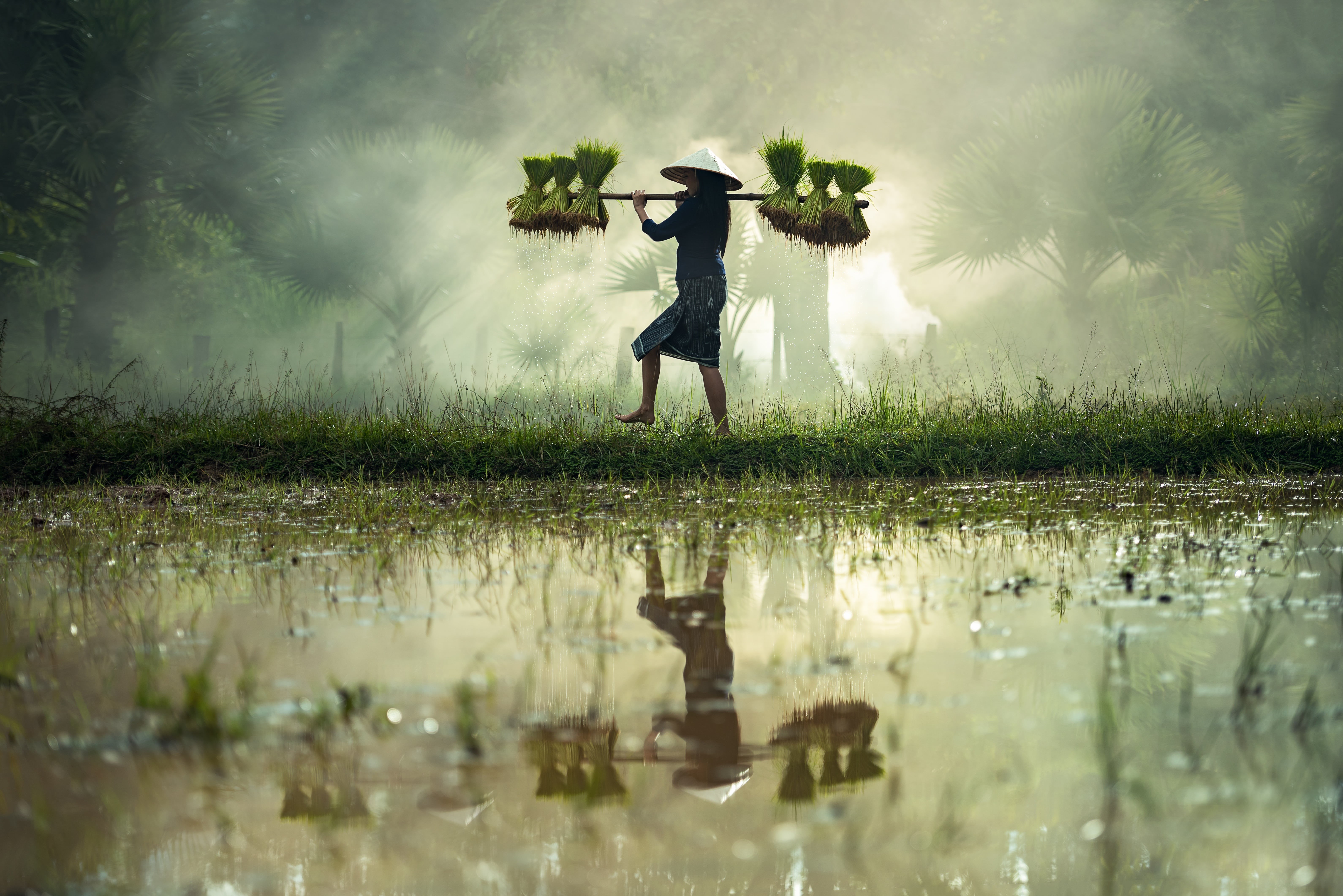 clothing, thailand, pretty, farmland, grass, rural scene, hope, laos, the job, culture, wet, cultivate, outdoor, plant, nature, sapa, one person, operator, HD Wallpaper