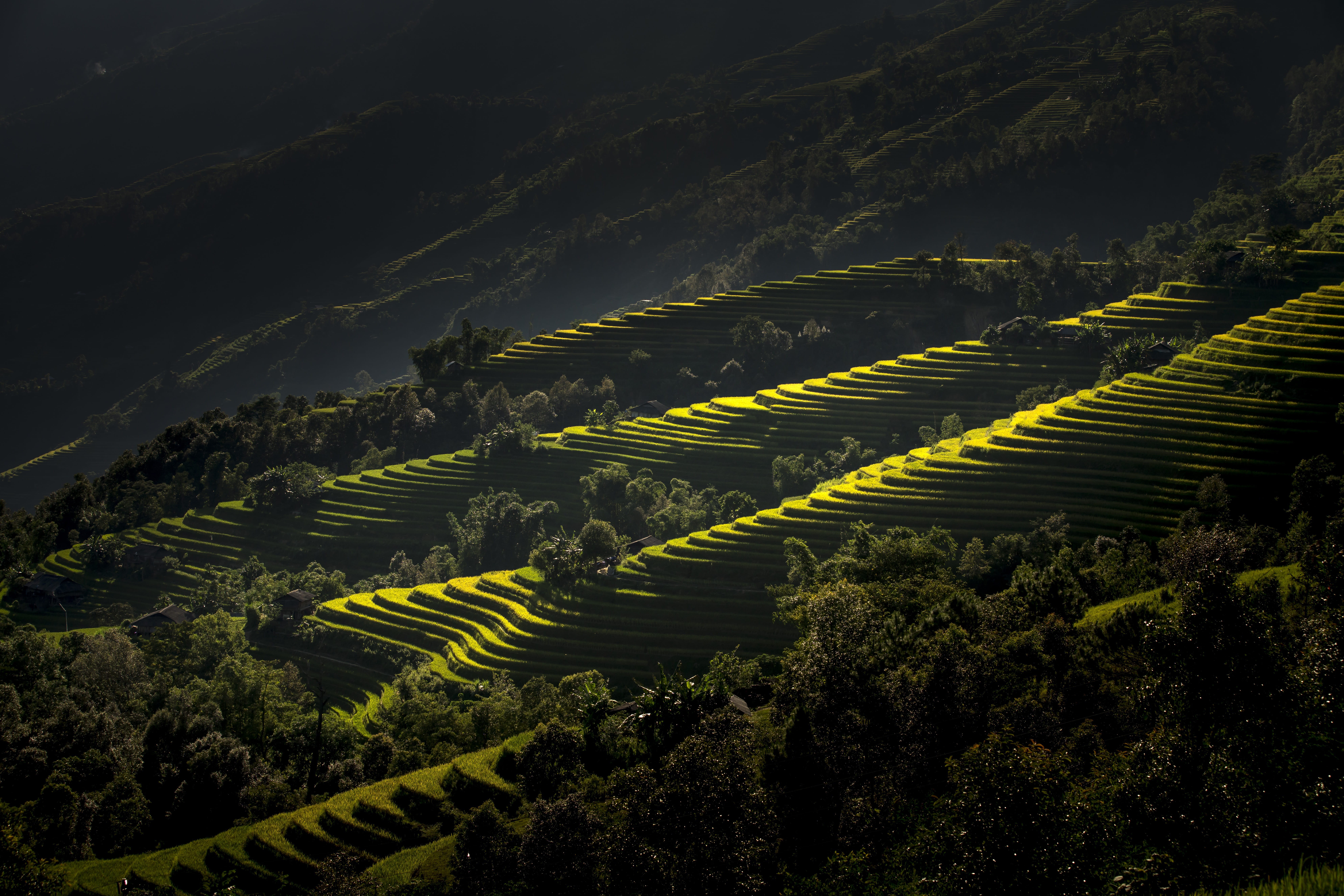terraces, only women, crop, women, outdoors, photography, green color, the hat, the valley, rice paddy, beauty in nature, minority, rice - cereal plant, HD Wallpaper