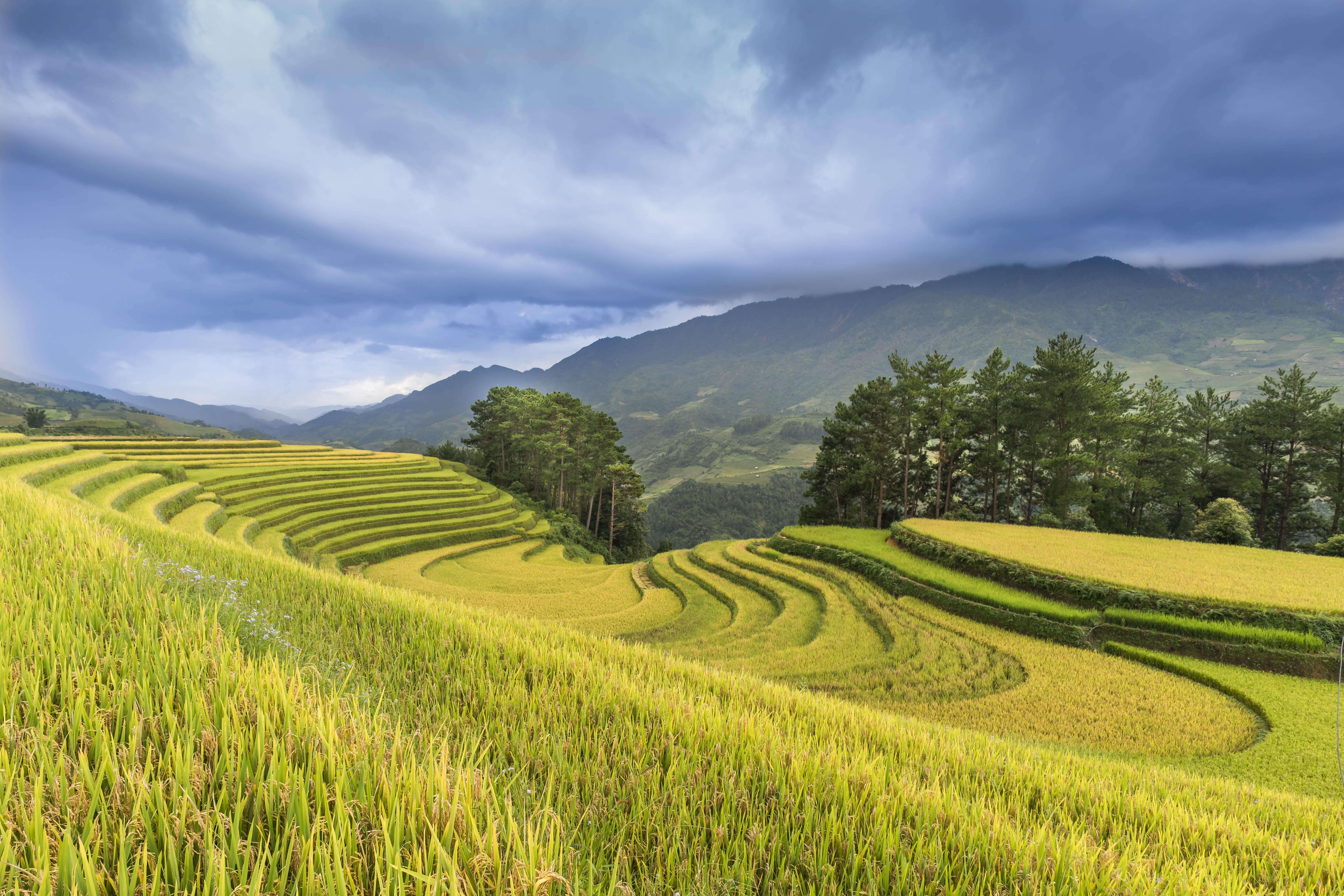 terraces, the farm, only women, agriculture, the landscape, the valley, many color, minority, landscape, growth, sky, blue, people, field, plant, green, HD Wallpaper