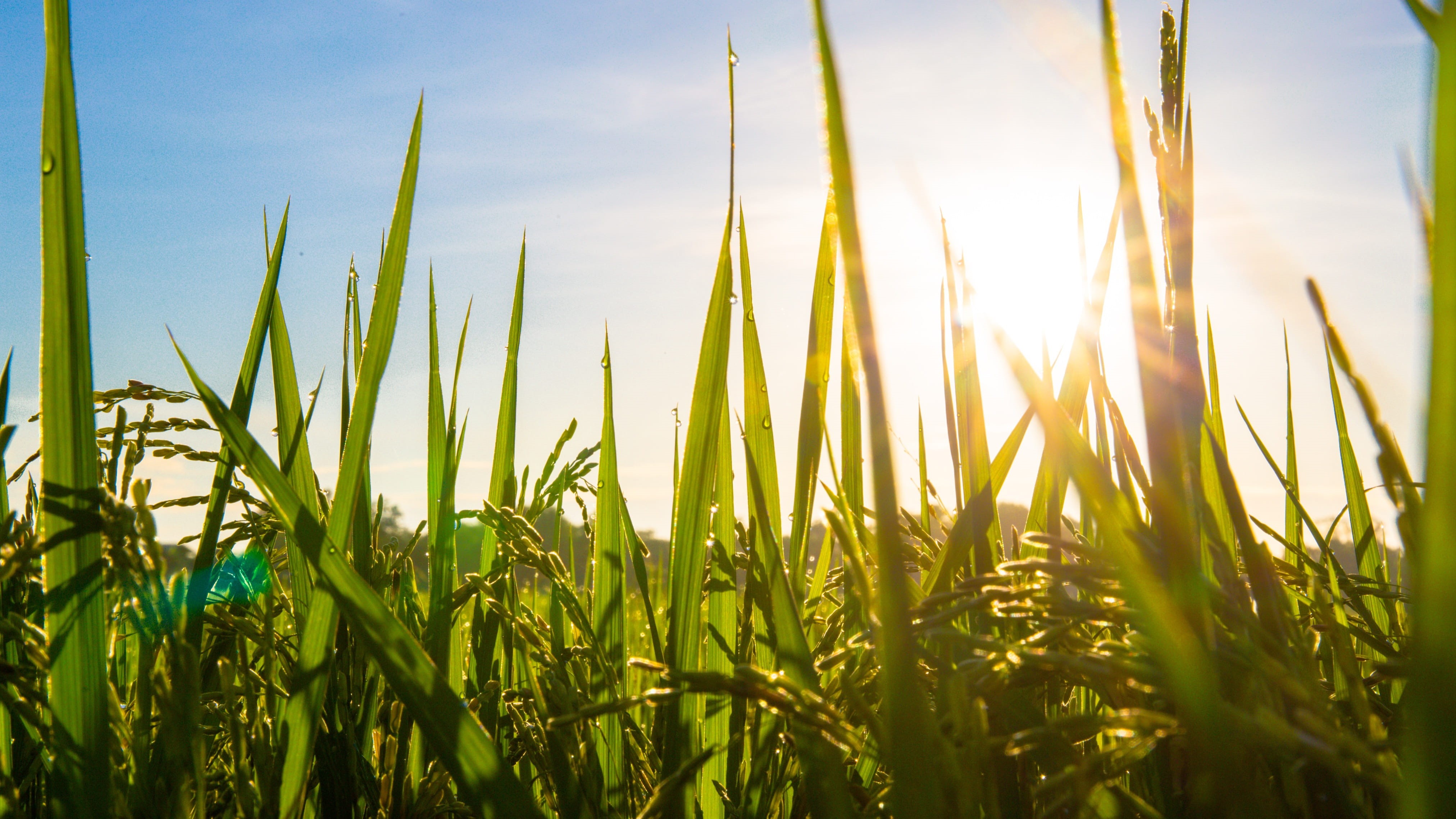 Nature, grass, merit, nature, growth, blue, farm, countryside, outside of the house, crop, backgrounds, in the country, meadow, sun, Tourism, no People, HD Wallpaper