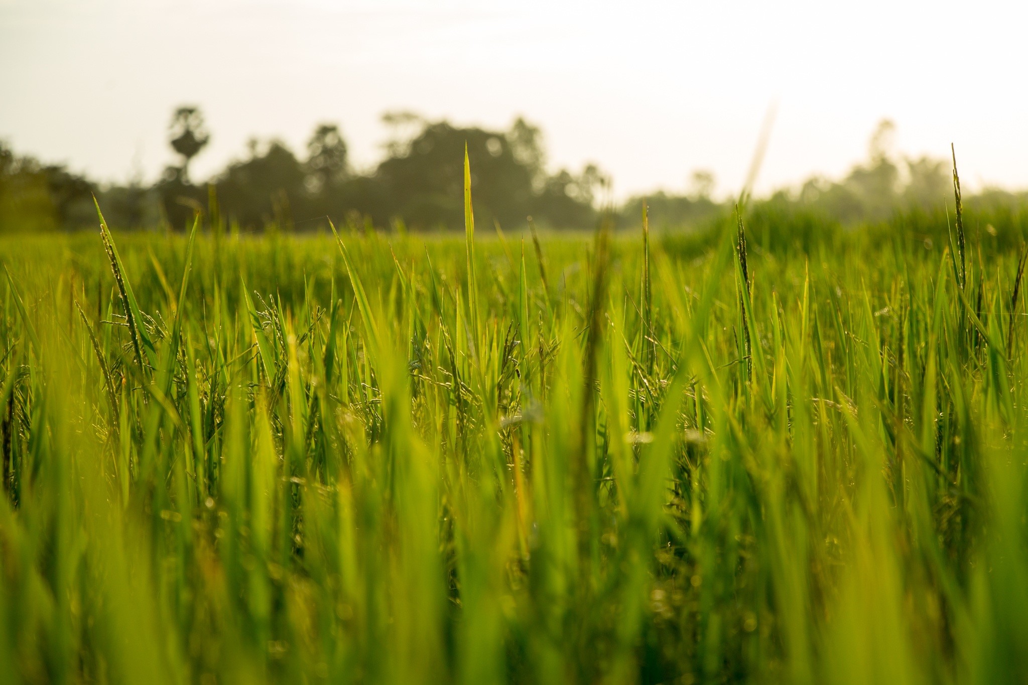 landscape, environment, plant, food, tropical, no people, farmland, growth, green, nature, outdoor, wheat, rice, farmer, asia, asian, harvest, tranquility, HD Wallpaper
