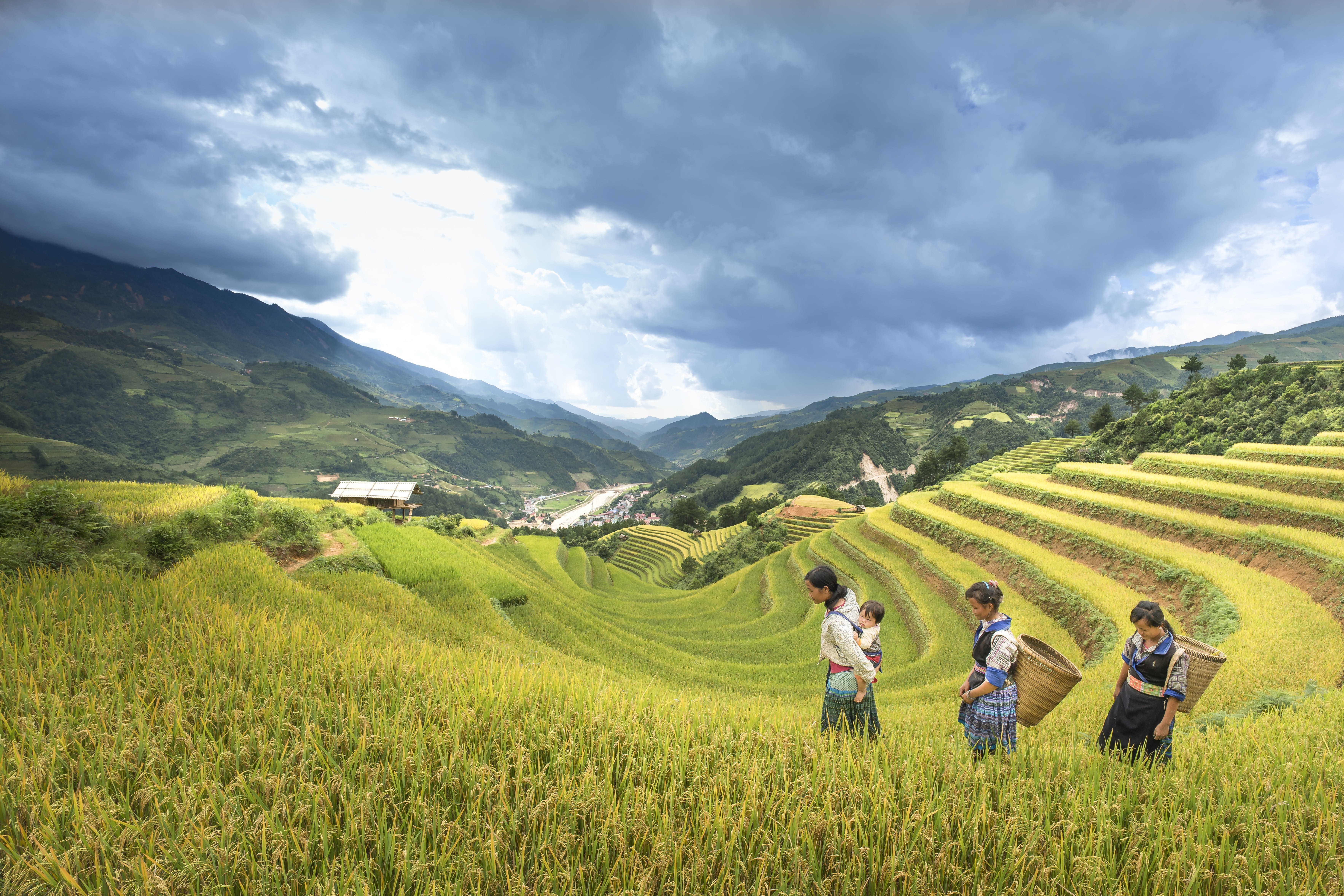 5K, farmer, rural scene, harvest, mountain range, field, nature, plant, green, many color, rice, land, nation, crop, scenics - nature, hire rice, woman, HD Wallpaper