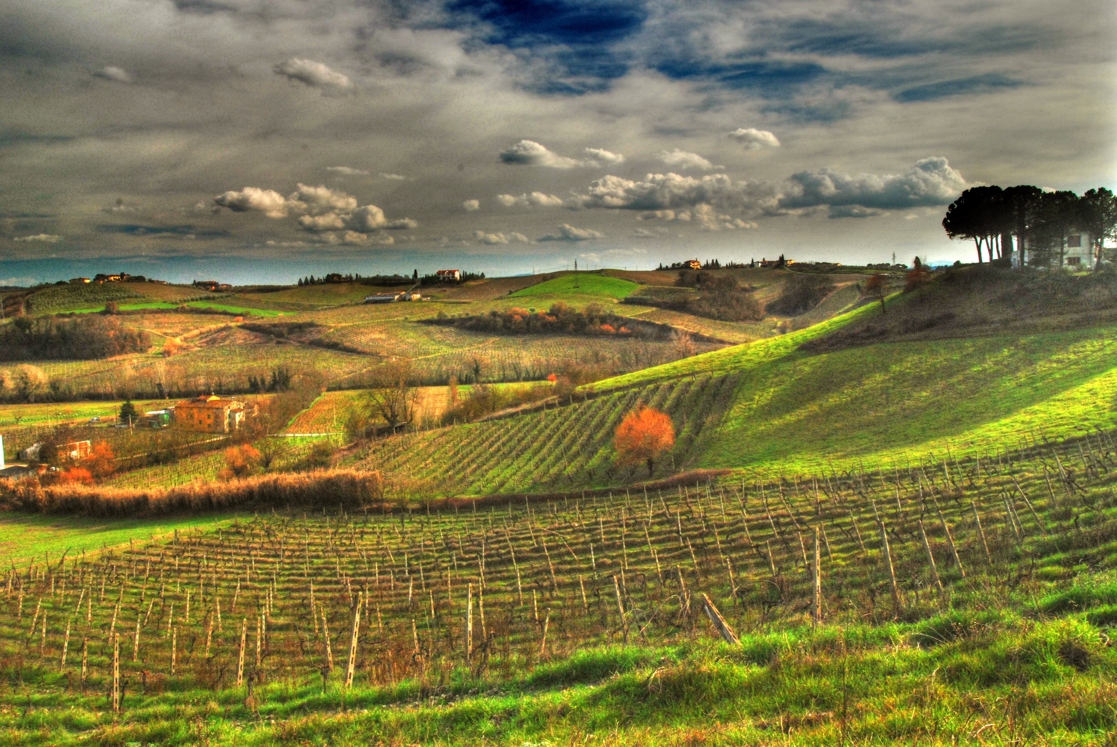 green Color, plowed Field, tuscana, tardo, sigma, tuscany, hdr, italian Culture, nature, italy, siena, scenics, tree, toscana, sunset, chianti Region, europe, HD Wallpaper