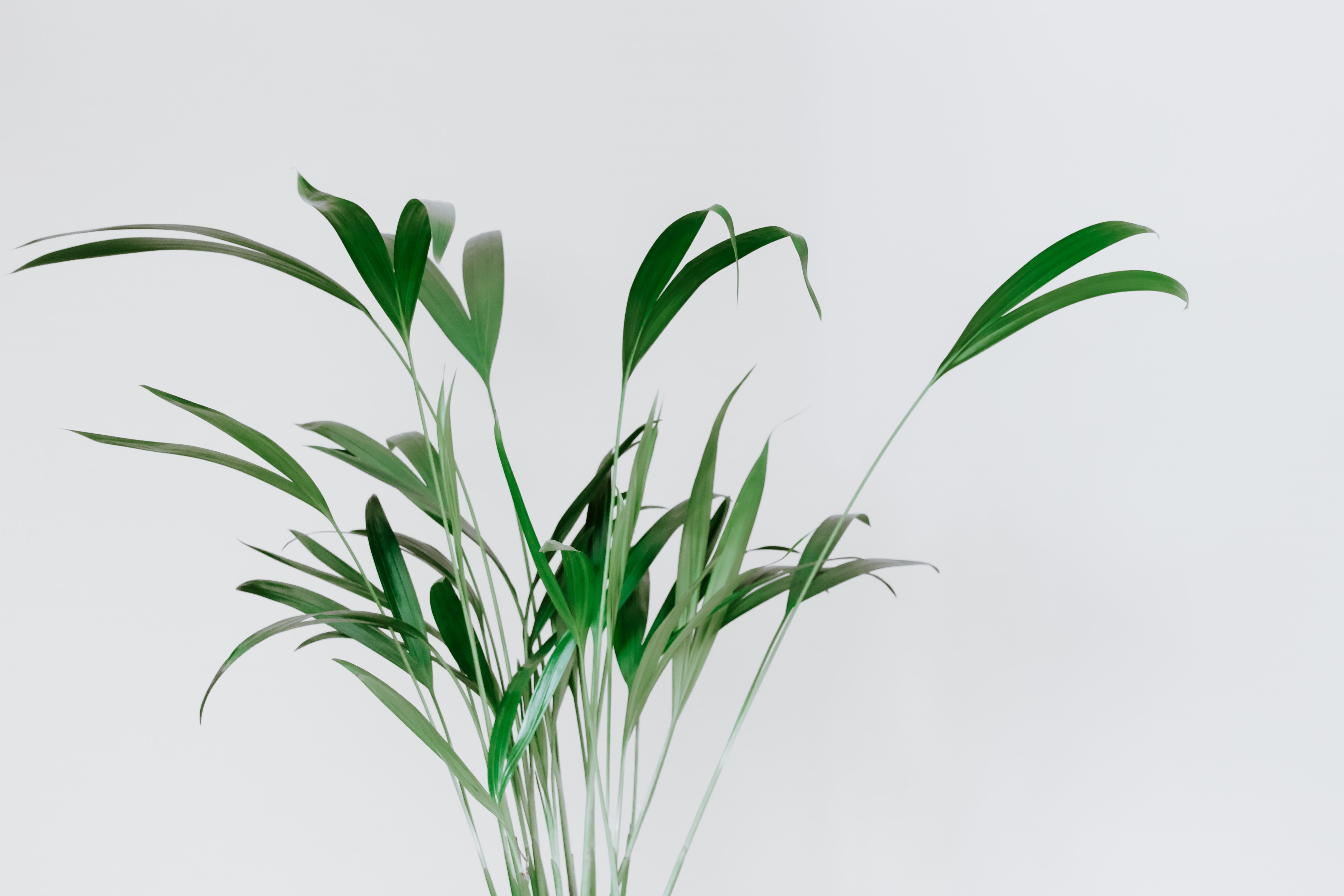wall, near, environment, growth, isolated, close-up, white Background, nature, branch, plant, grass, green, dypsi, greenery, botany, house, backgrounds, HD Wallpaper