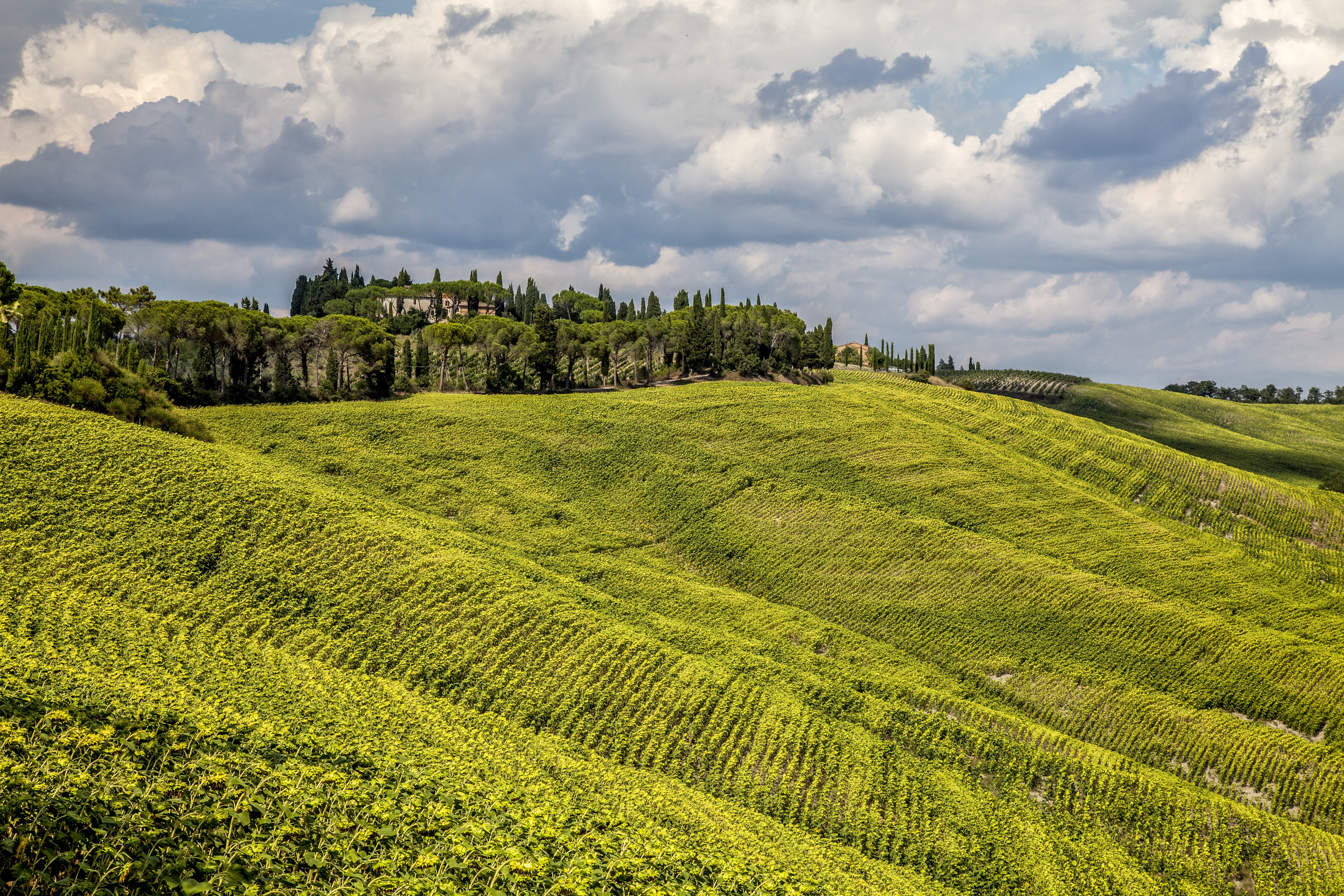 tuscany, italy, plantation, rural, rural Scene, wine, outdoors, no People, agriculture, mountain, farm, day, land, slope, field, scenics, nature, grass, HD Wallpaper