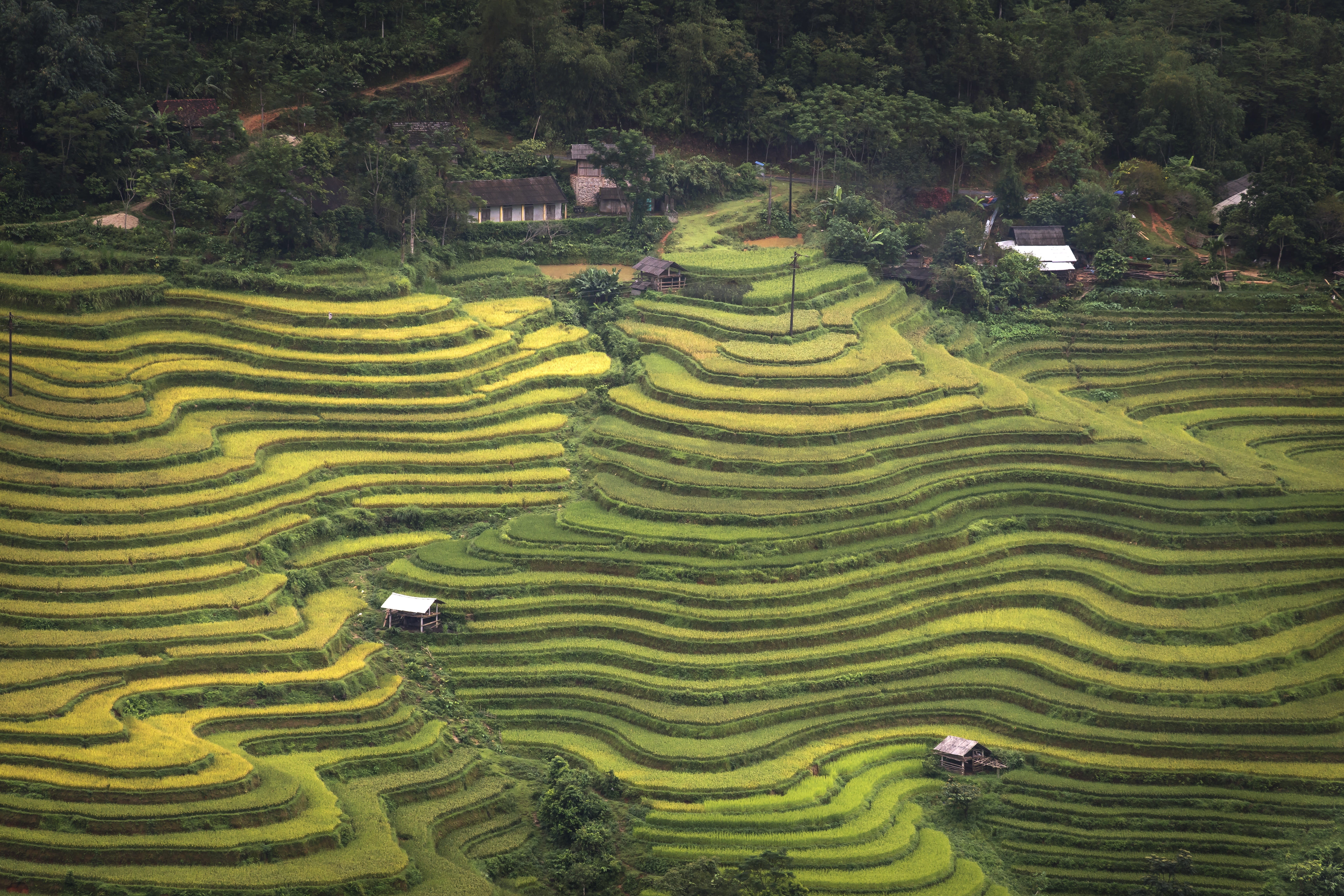 beauty in nature, natural, horizontal, green, outdoors, the farm, people, terrace, asia, agriculture, harvest, work, hire rice, crop, landscape, social issues, HD Wallpaper