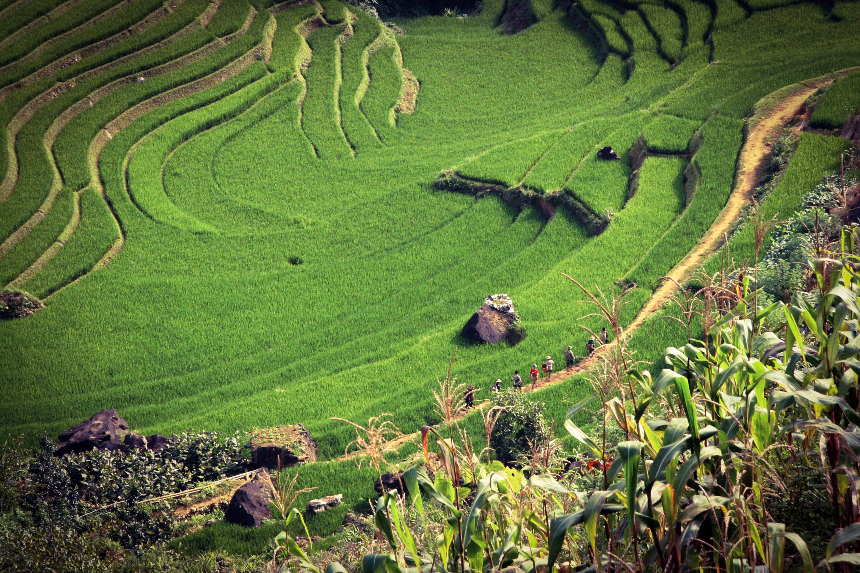 sa Pa, no people, land, rural Scene, nature, plant, farms, asia, animals in the wild, environment, field, hill, mammal, domestic animals, domestic, growth, HD Wallpaper