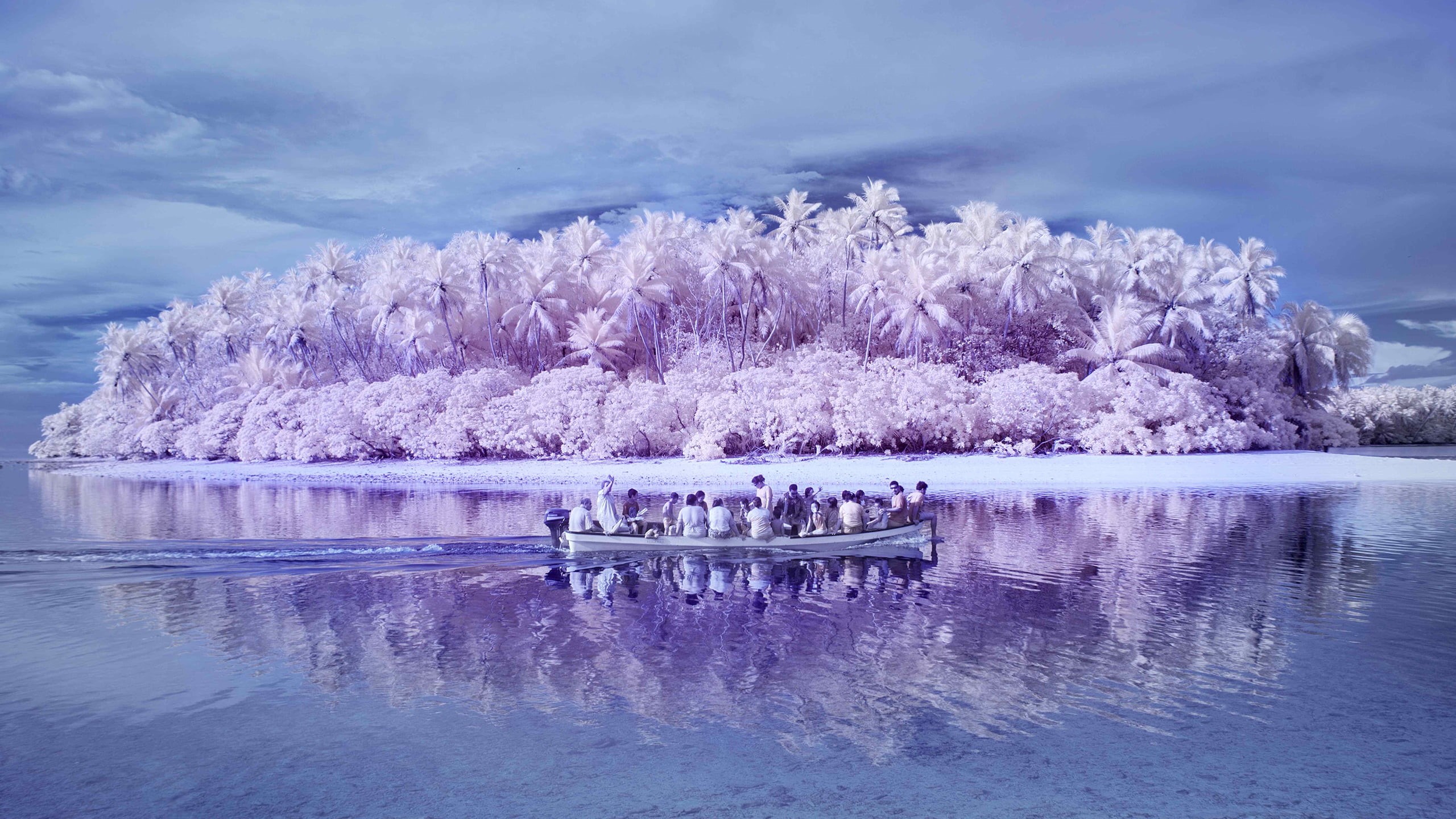 tranquil scene, 2K, flower, reflection, waterfront, water, island, sky, palm trees, plant, Pacific Ocean, springtime, beauty in nature, pink, boat, blossom, HD Wallpaper