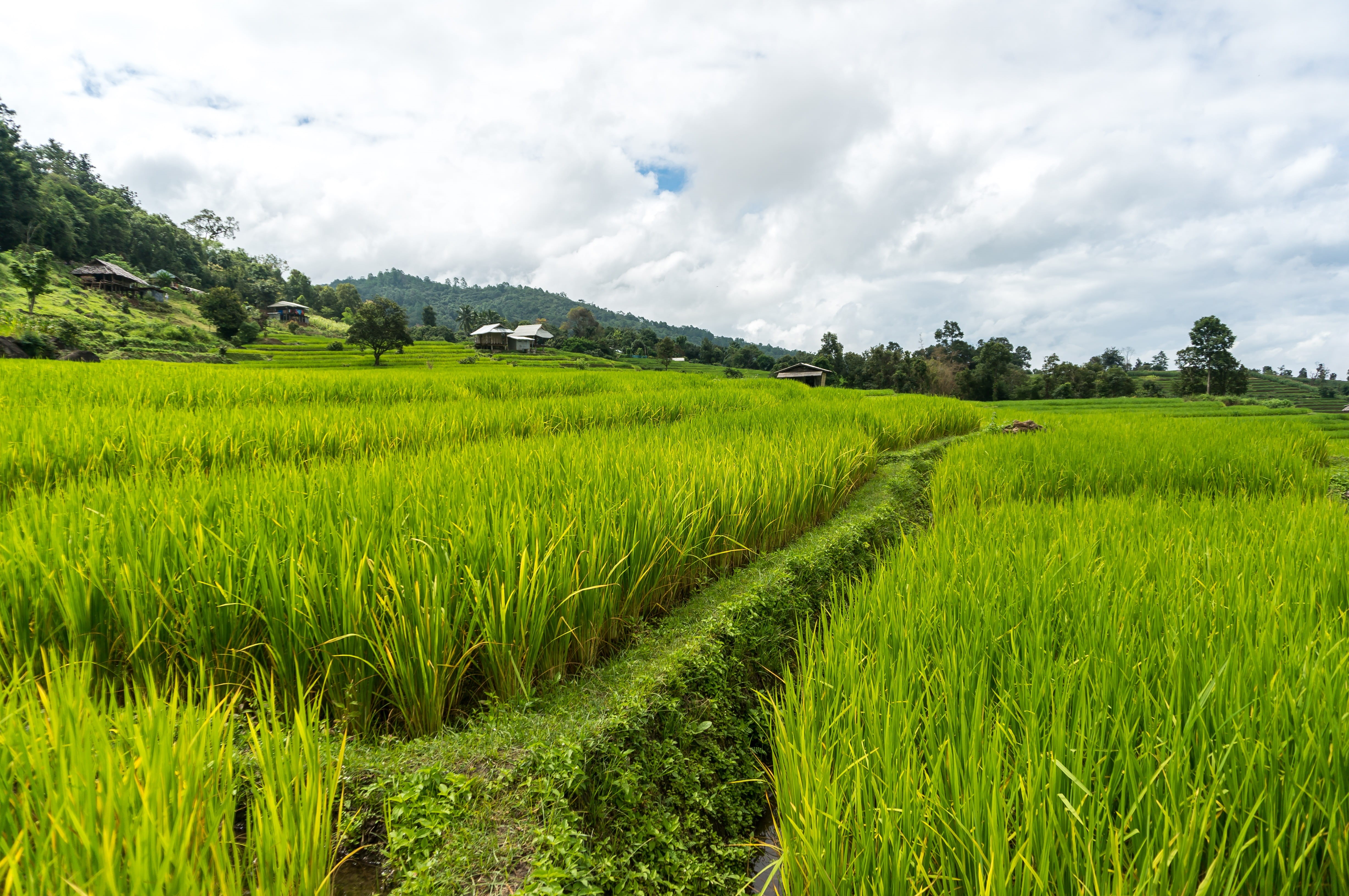 no people, scenics - nature, scenics, non-Urban Scene, plant, rice - cereal plant, mountain, cloud - sky, landscape, green Color, scenery, nature, rice Paddy, HD Wallpaper