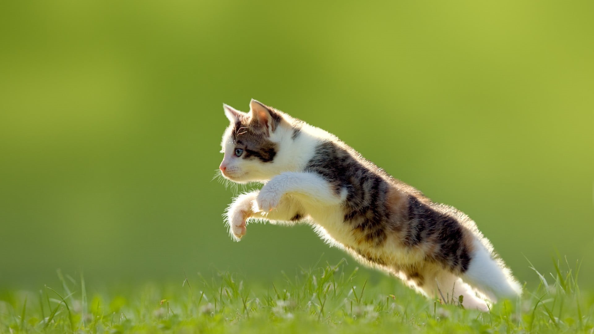 mouth open, canine, green background, jumping, profile view, dog, vertebrate, domestic animals, mammal, motion, green color, animals, 1080P, animal, nature, HD Wallpaper