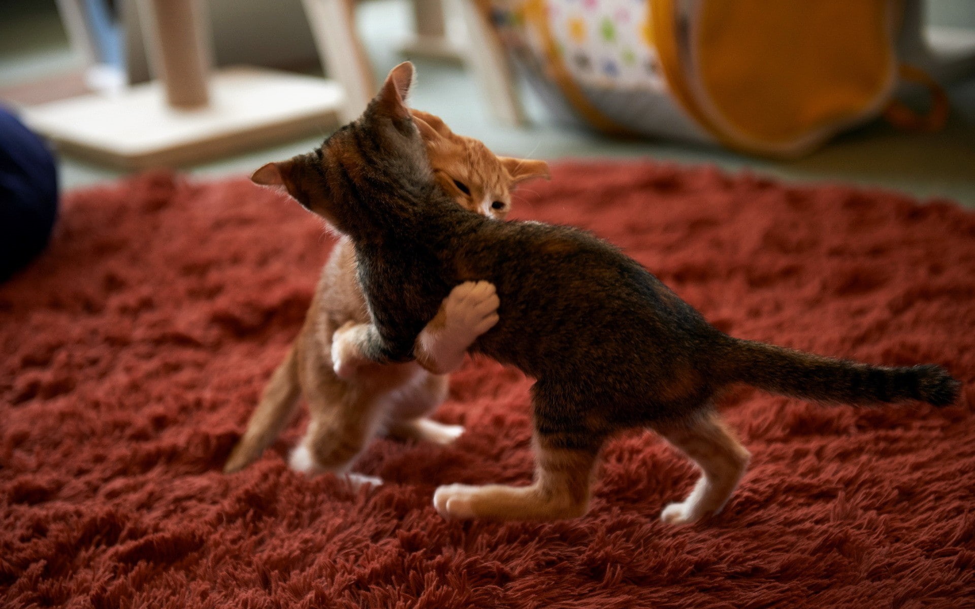 playing, cat, 1080P, kittens, HD Wallpaper